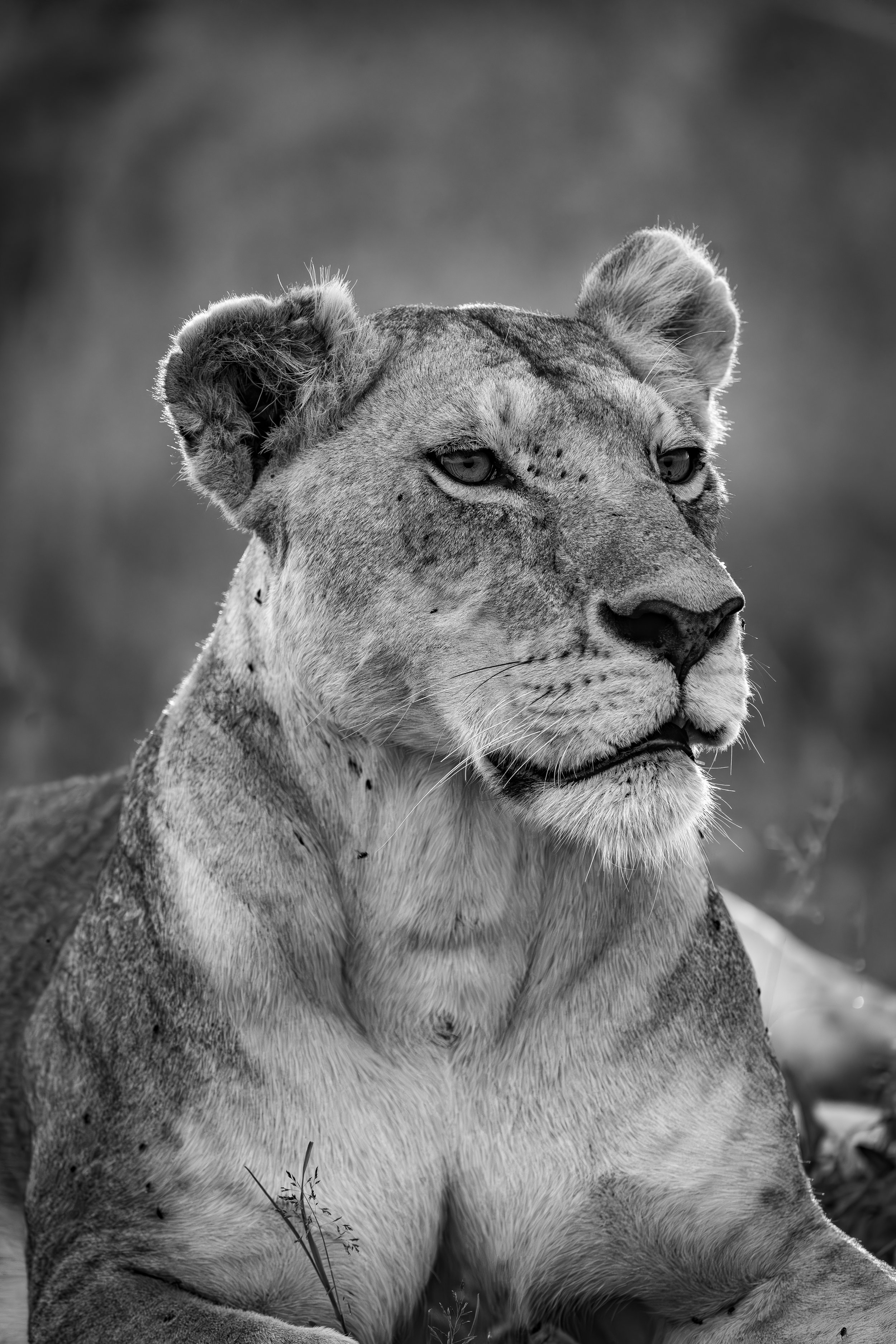 Lioness Maasai Mara 2024