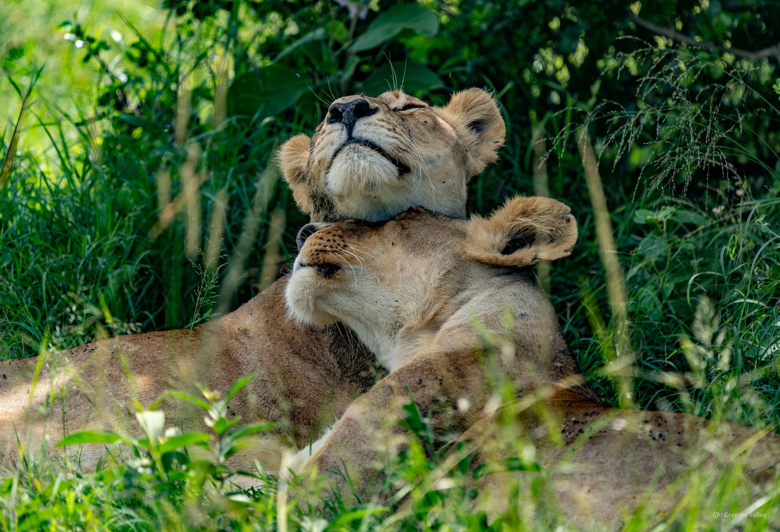 Female Lions Maasai Mara 2024