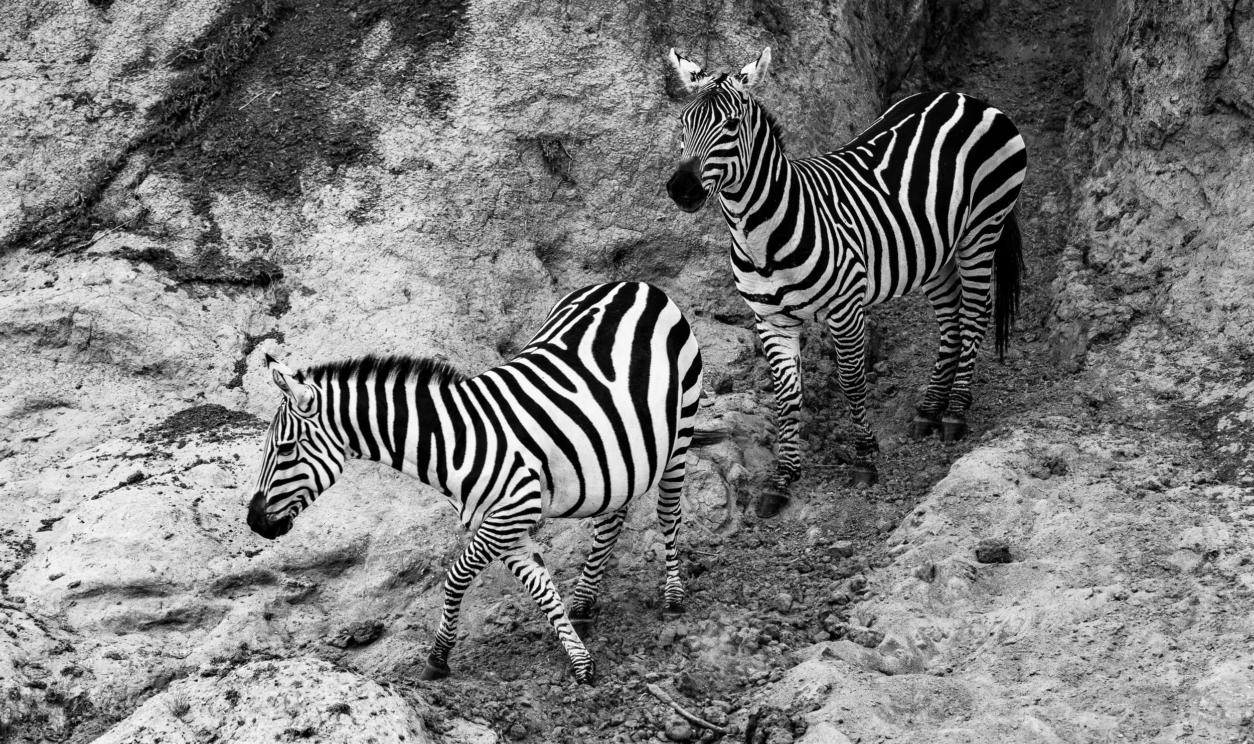 Zebras Maasai Mara 2024