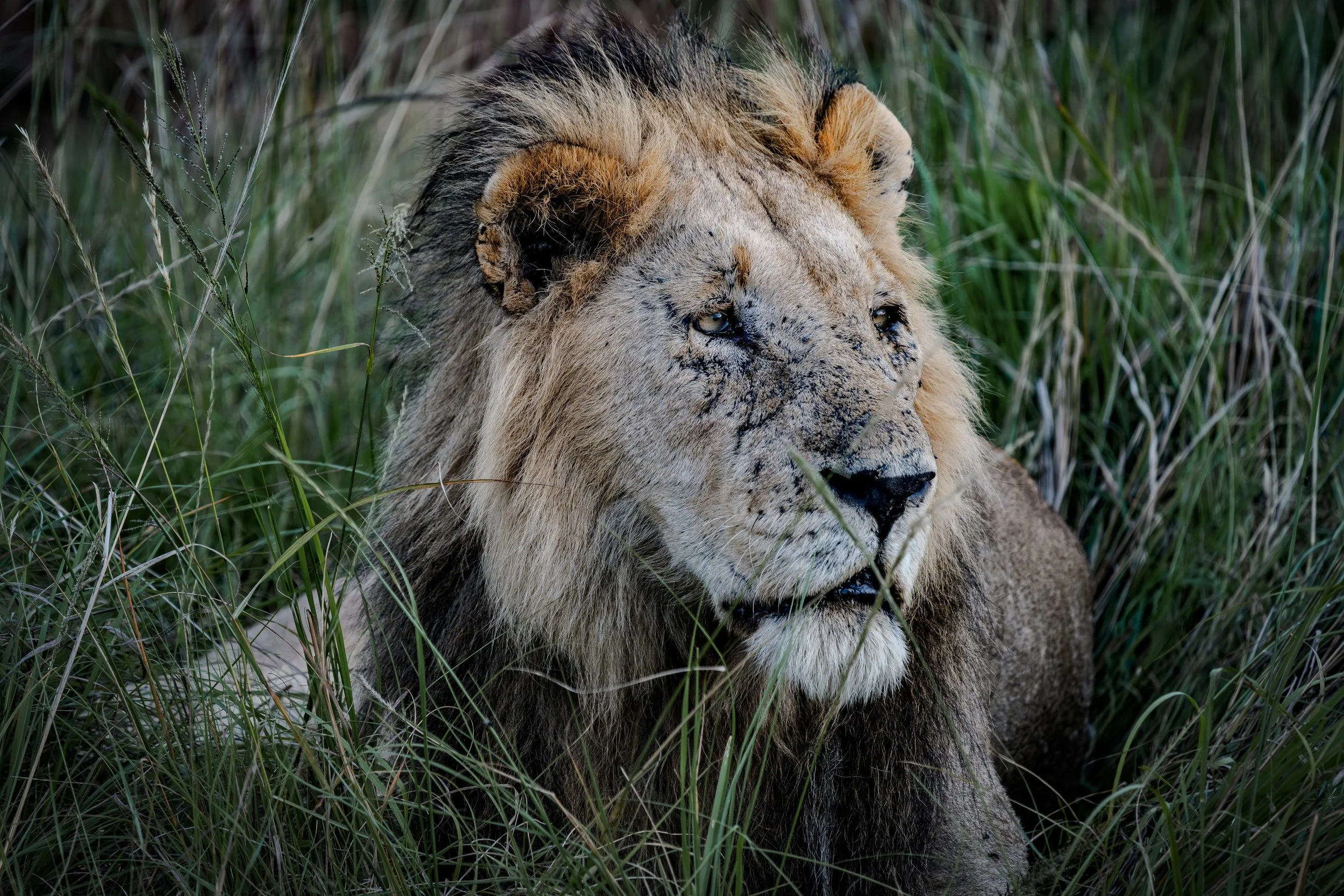 Lion Maasai Mara 2024