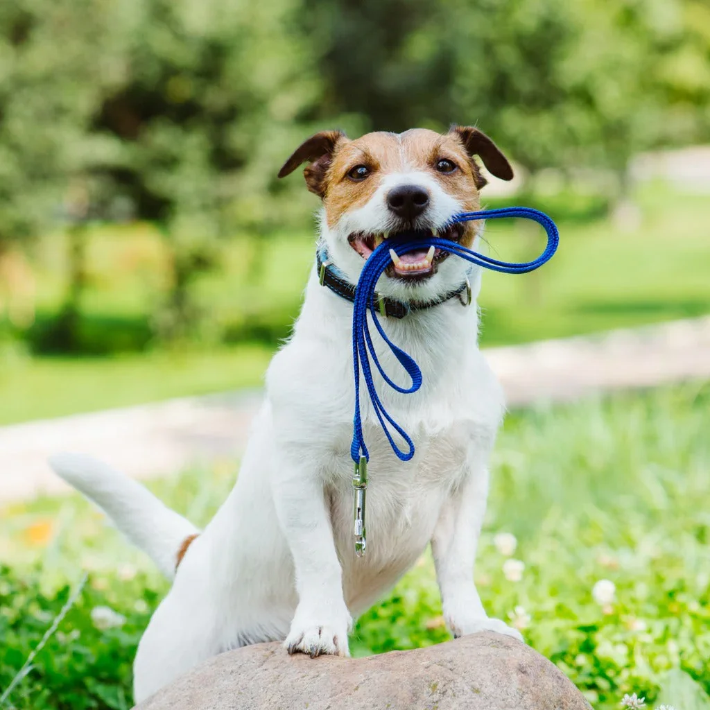 Pet Walking  -- OR -- Drop in Visits
