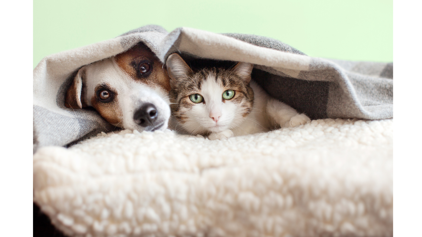 Pet Sitting