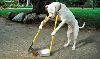 Yard Cleanup  (Poop Scoop)