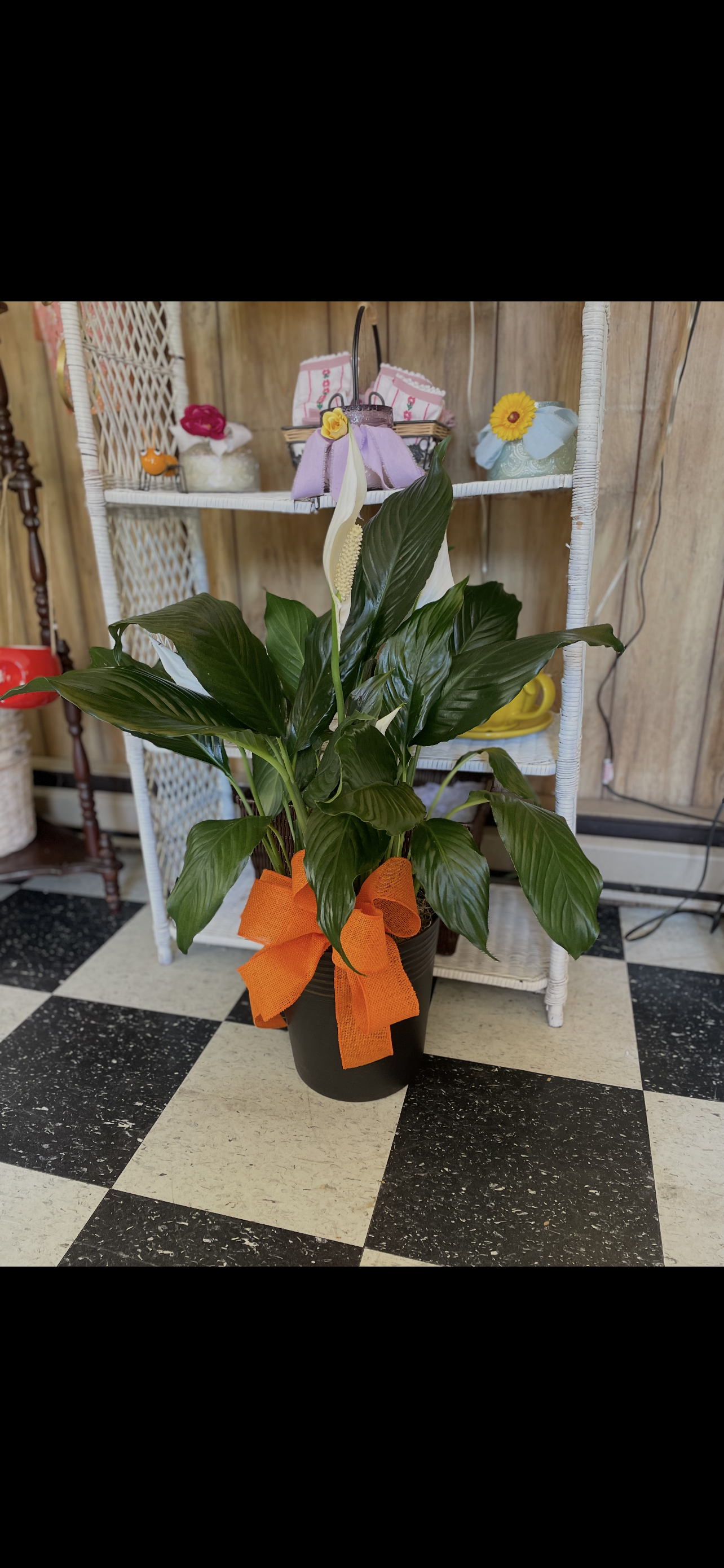Peace Lilies