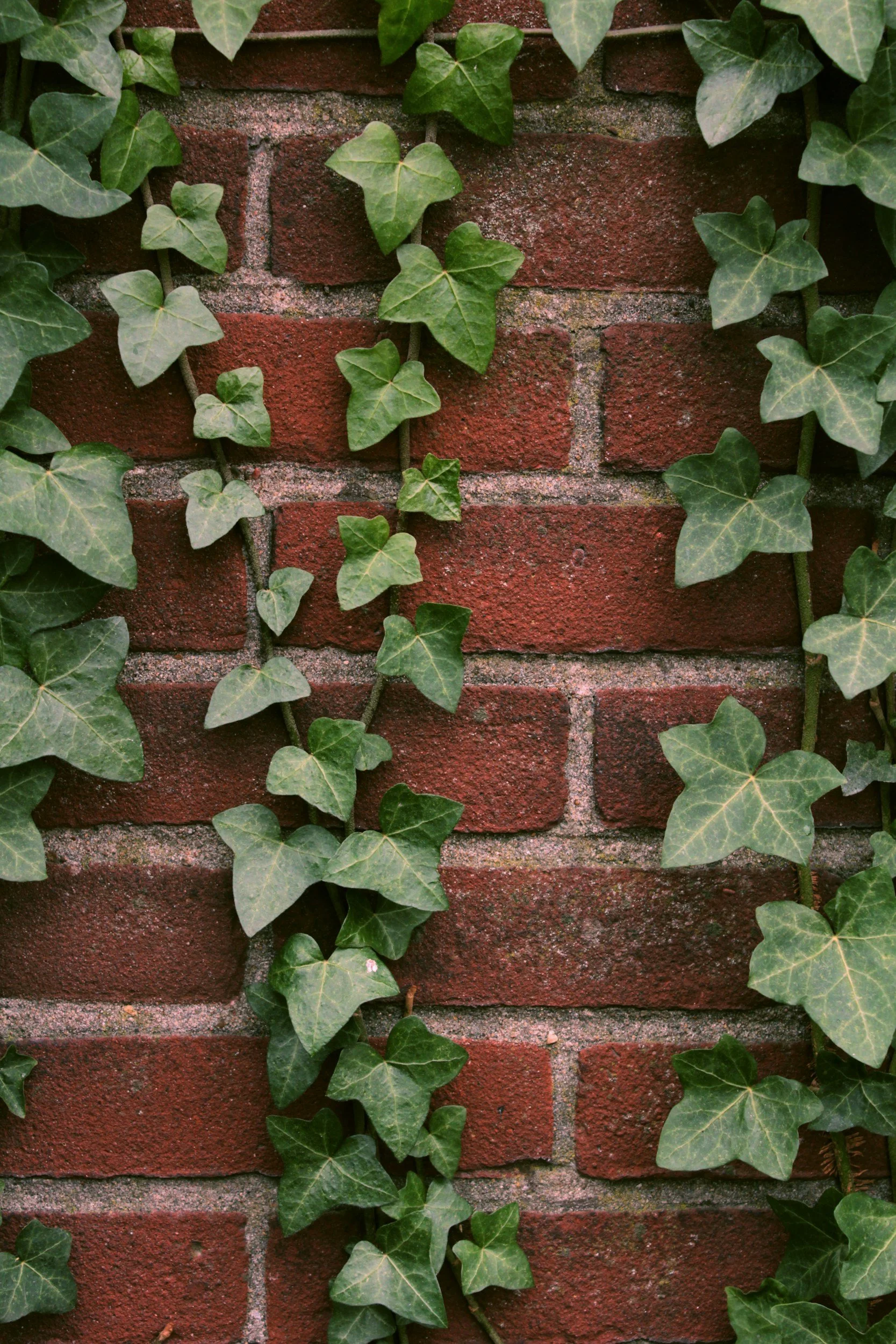 Green ivy leaves growing on a red brick wall.