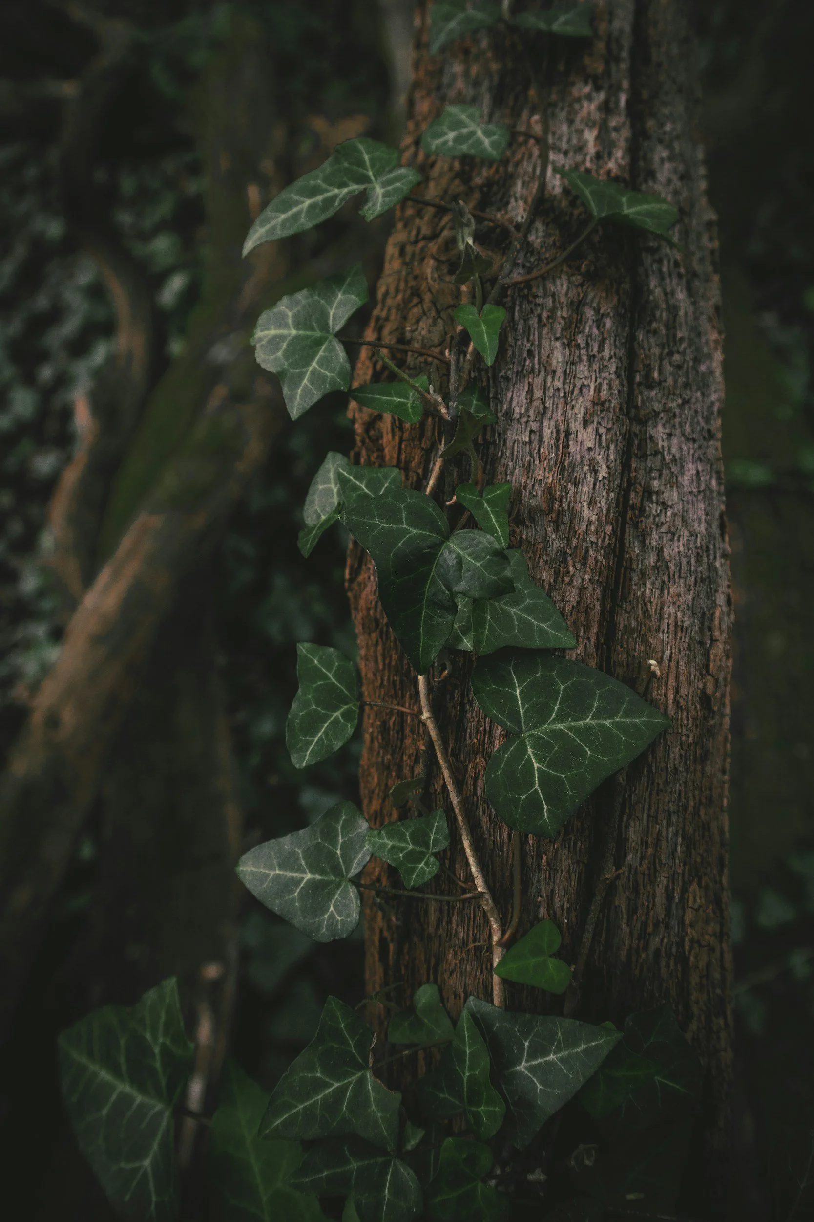 Close-up of green ivy leaves climbing on a textured tree trunk.