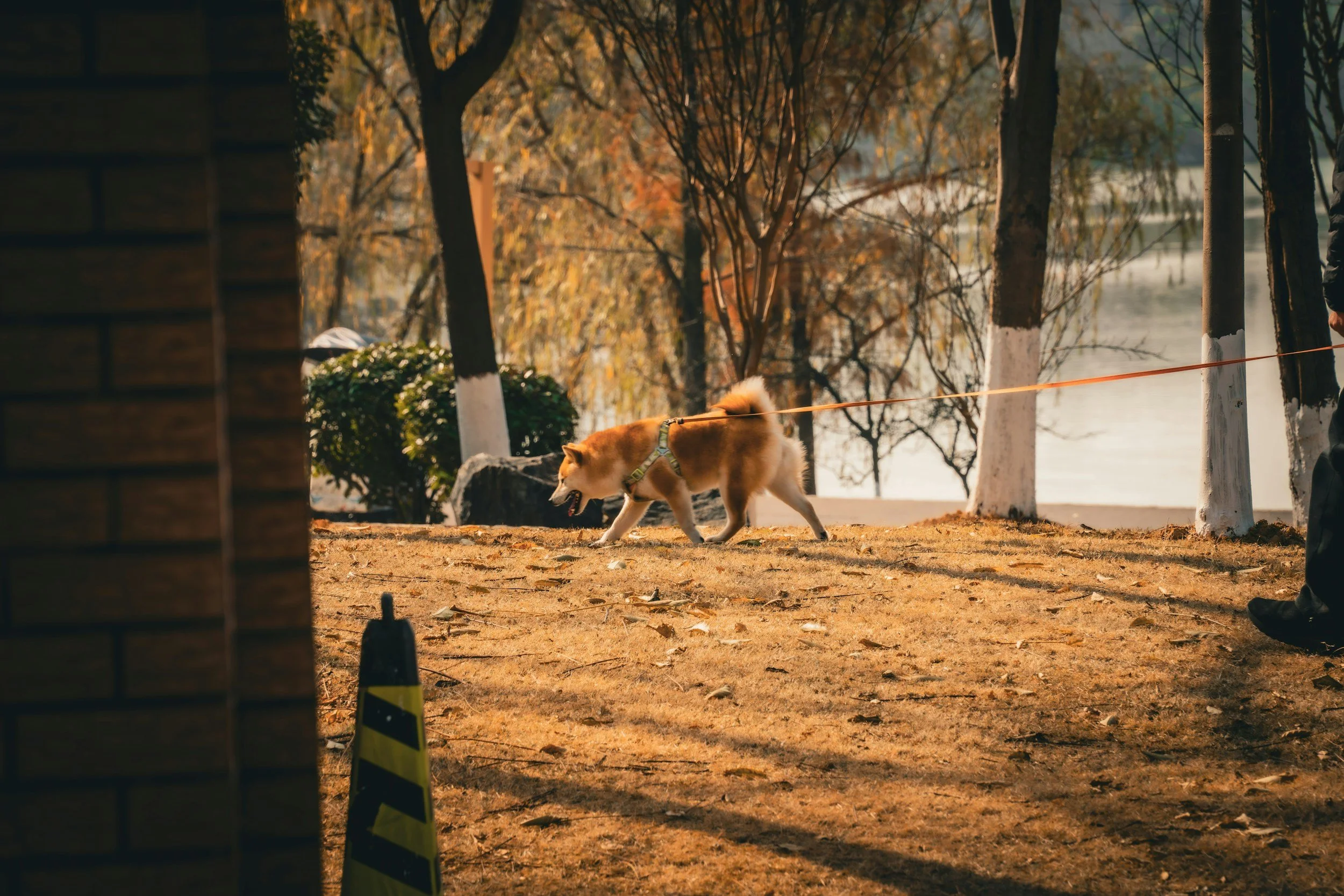 Dog outside during a Quick Relief Visit