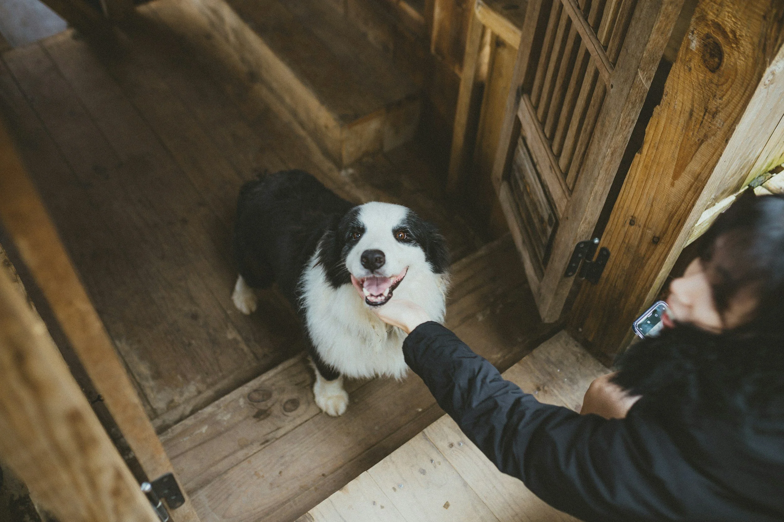 Pet receiving personalized care at home