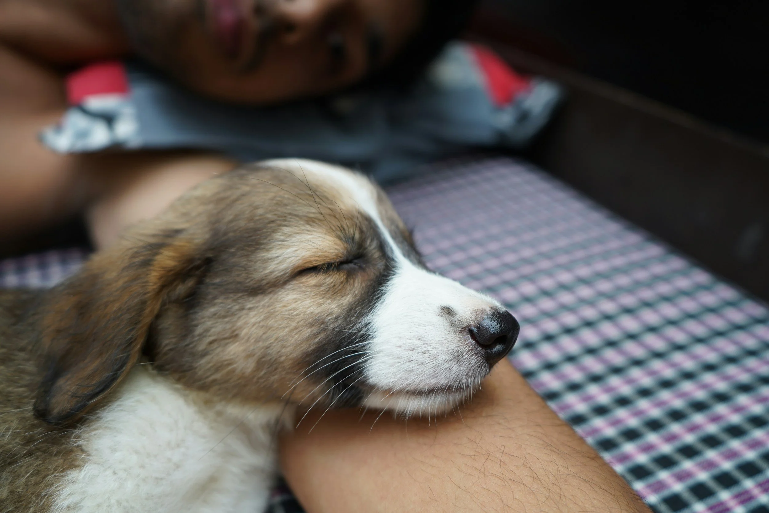 Dog resting comfortably during in-home care