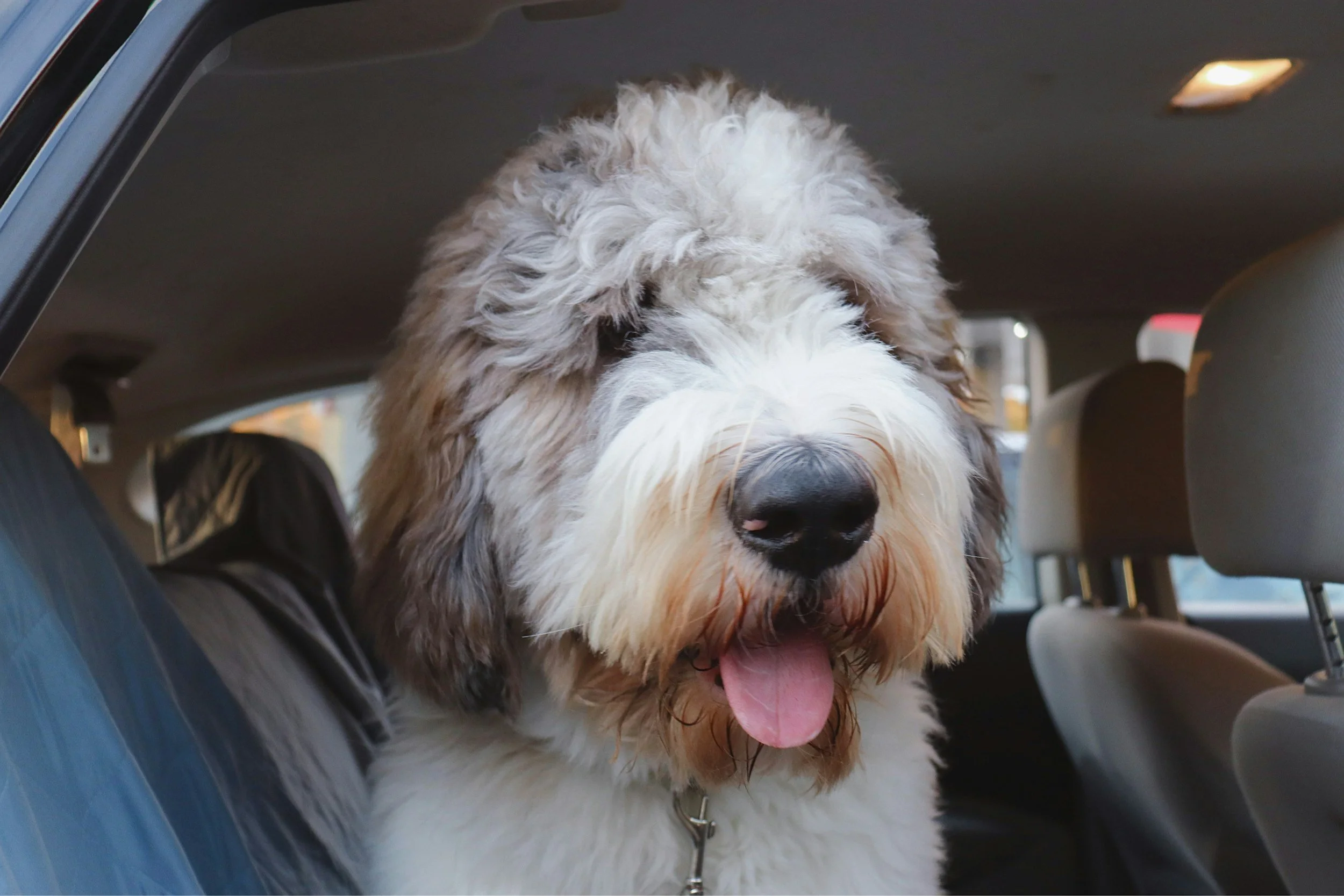 Dog prepared for local pet transportation