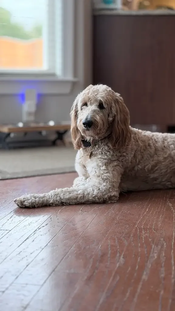 Harlow resting comfortably at home