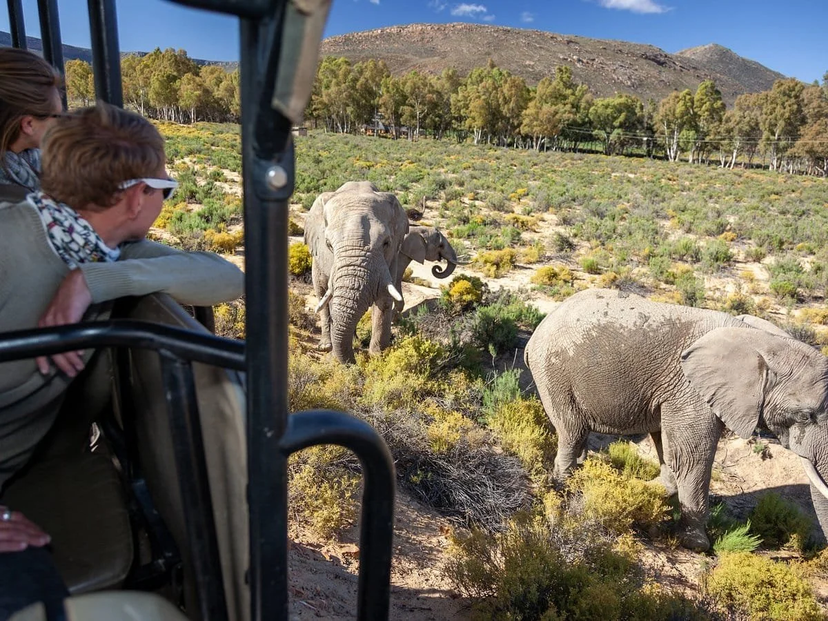 A close-up view of elephants from a safari vehicle, part of the private wildlife and day-trip excursions offered by MGG Tours in the Cape Town region.