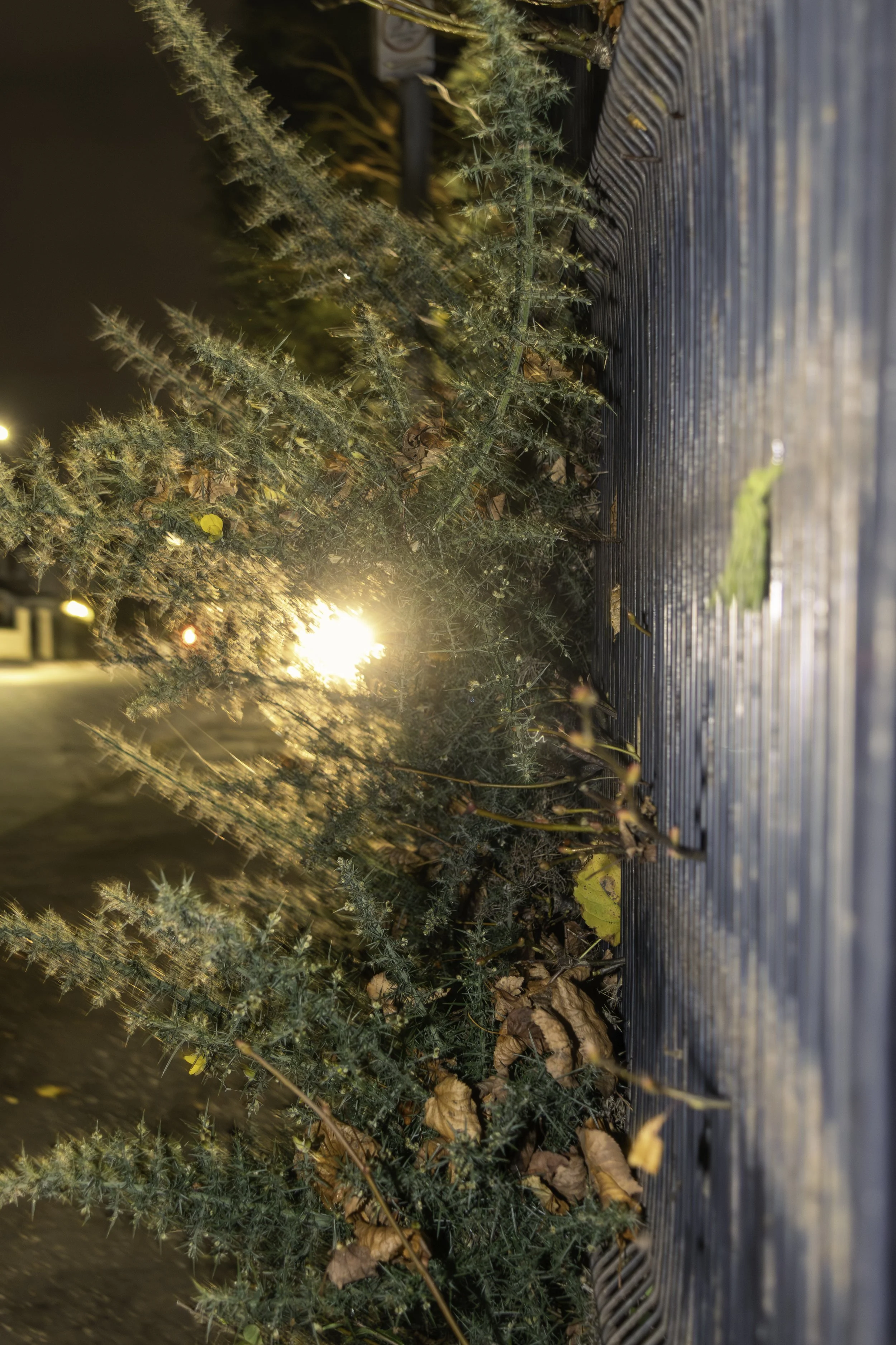 Close-up of green bushes and fallen dry leaves next to a wooden surface, illuminated by sunlight.