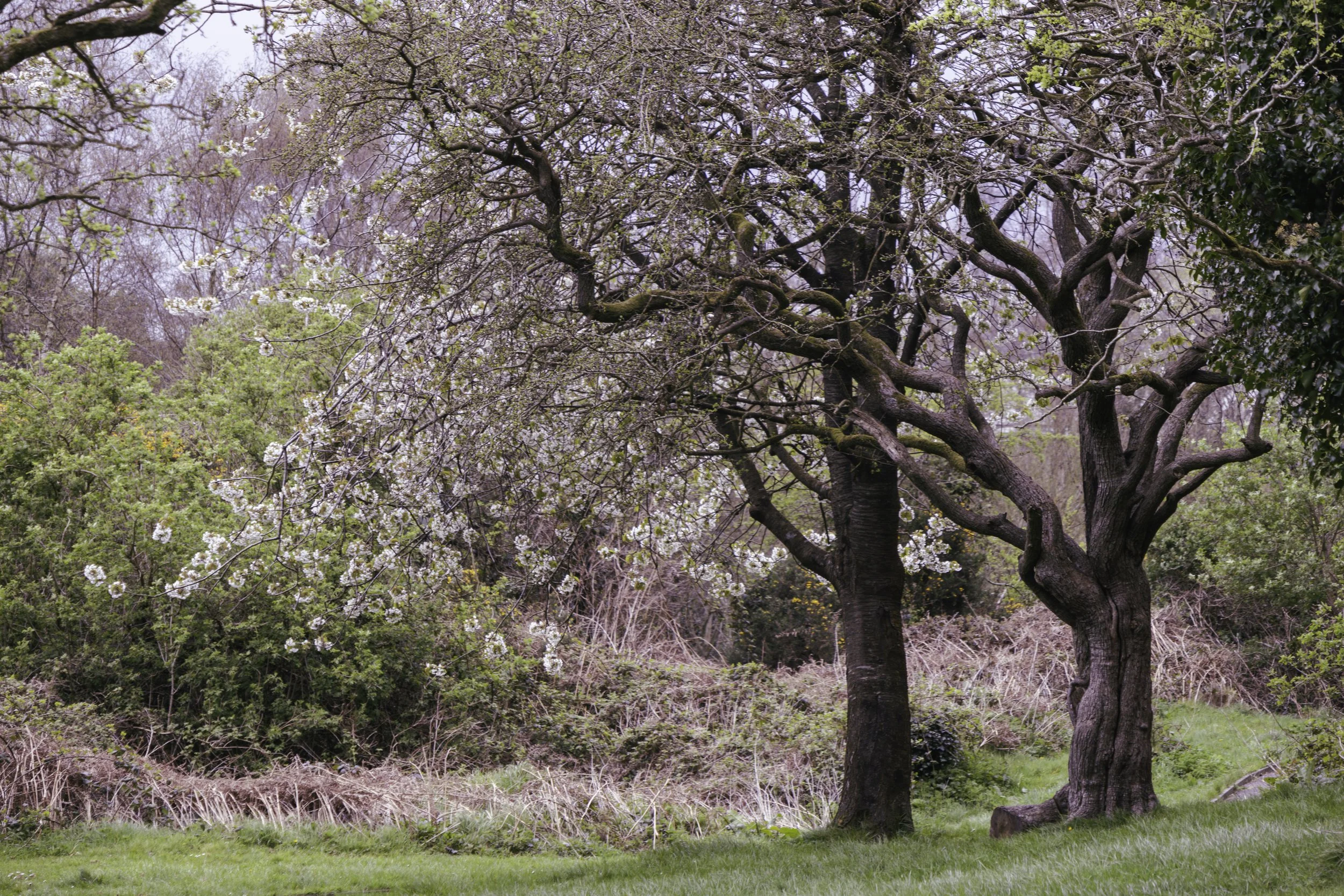 A large tree with a thick trunk and sprawling branches covered in budding leaves and white flowers. Surrounding the tree are various smaller bushes and grass, with a background of more trees and an overcast sky.