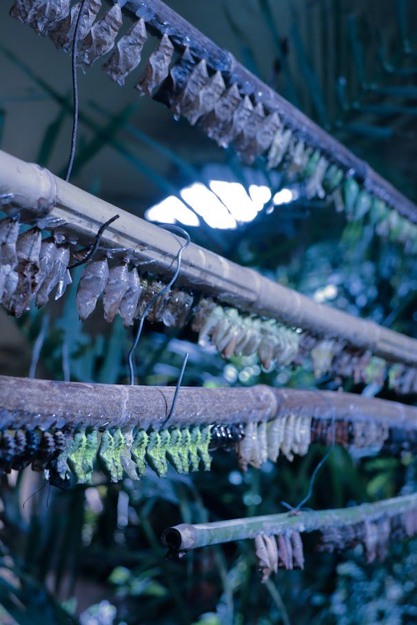 Rows of dried fish strung on bamboo and wire racks outdoors.