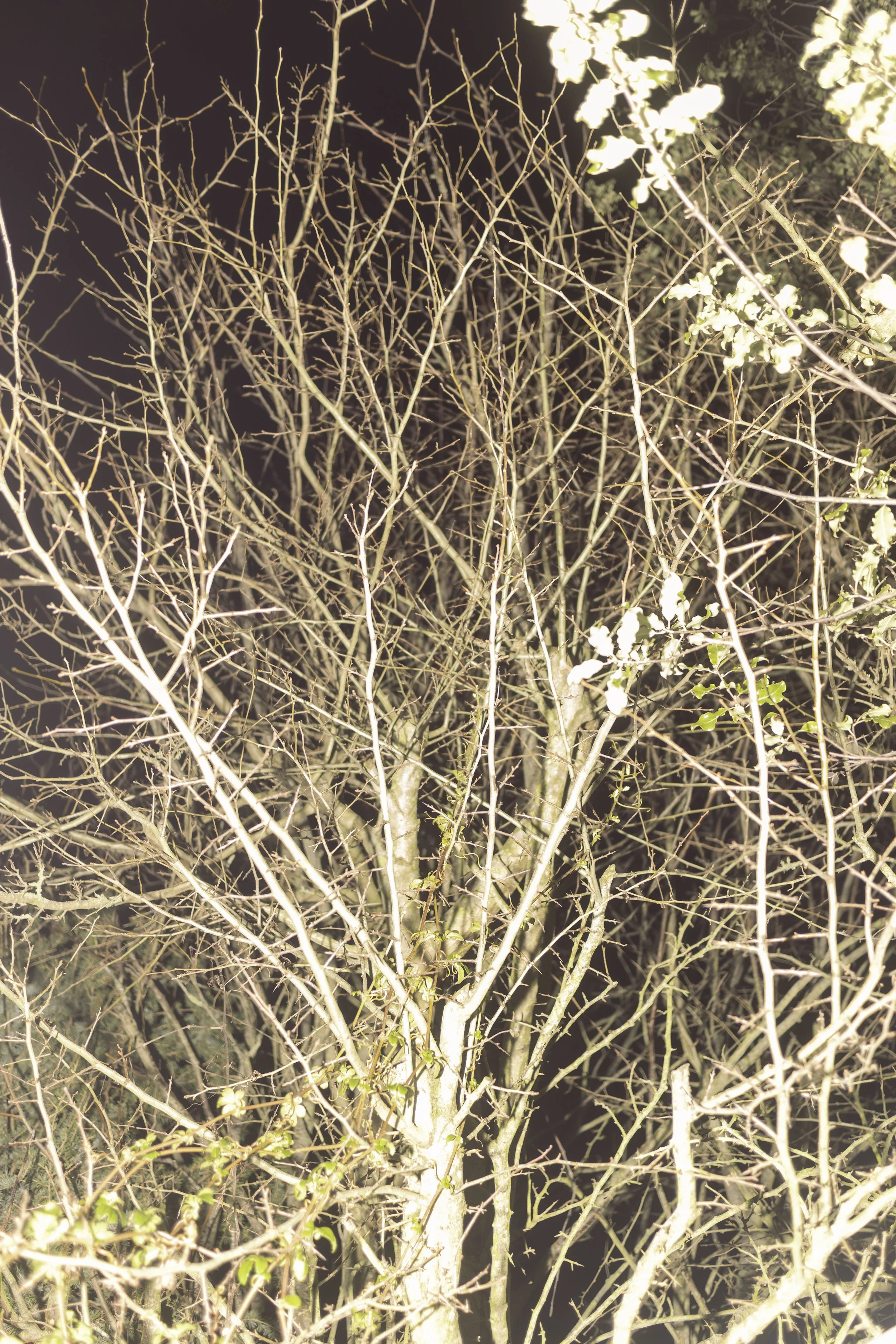 Photo of a leafless tree at night illuminated by bright light.
