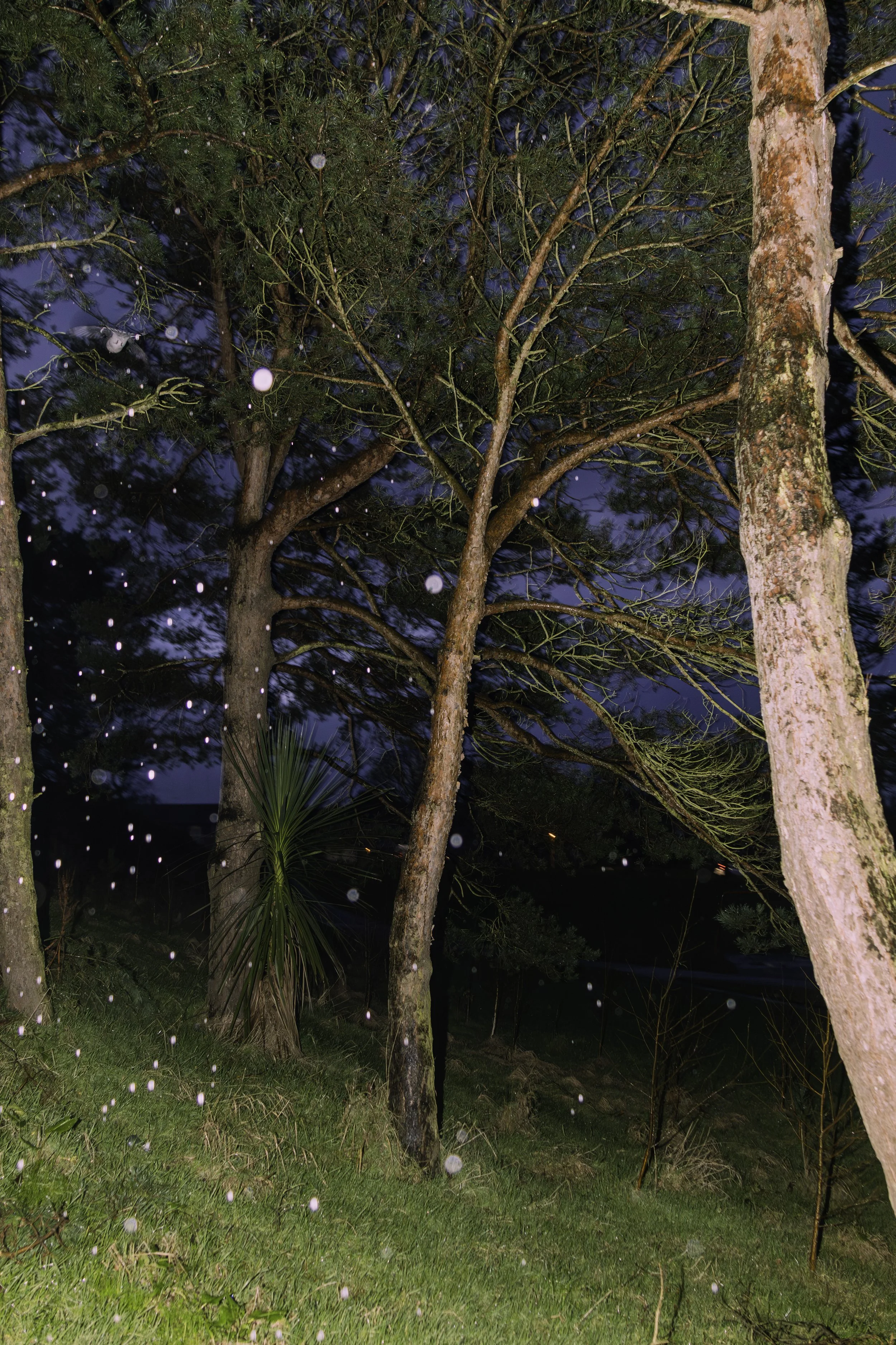 Nighttime outdoor scene with trees, grass, and falling snow or light particles, illuminated by a light source.