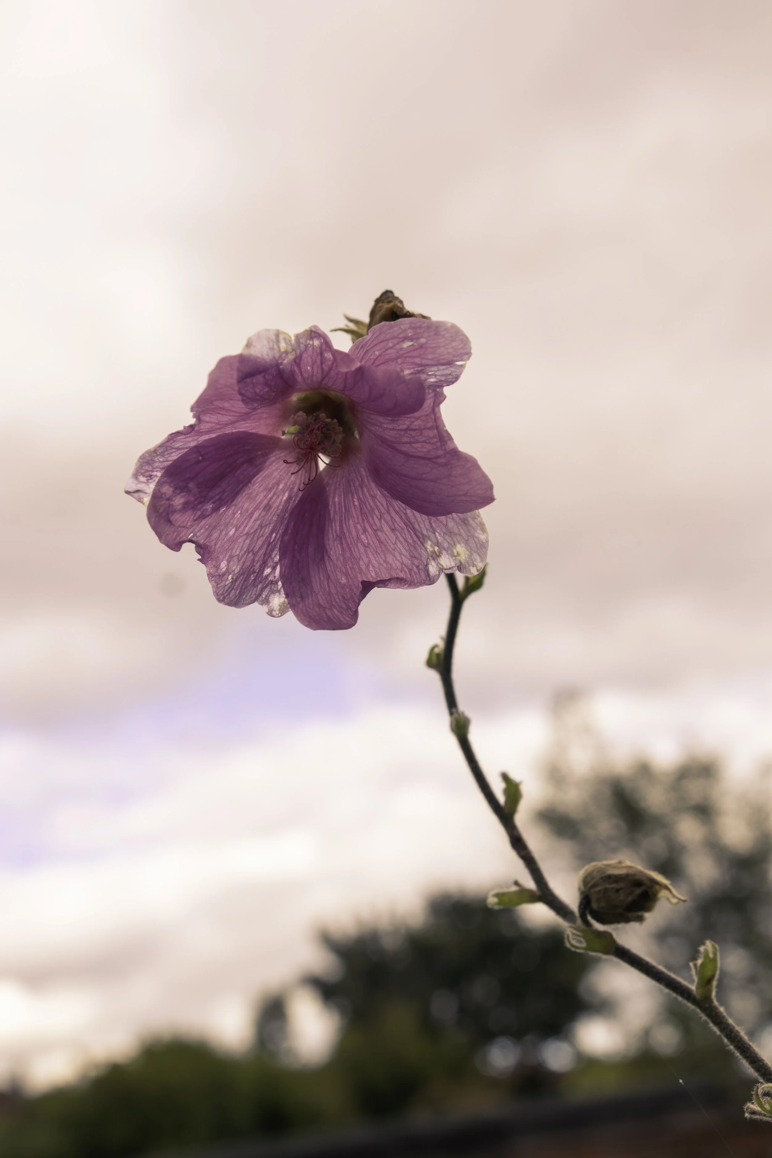 A pink flower with thin, translucent petals and visible veins, blooming on a tall, thin stem with small green leaves and brown buds, against a soft, blurred sky background at sunset.