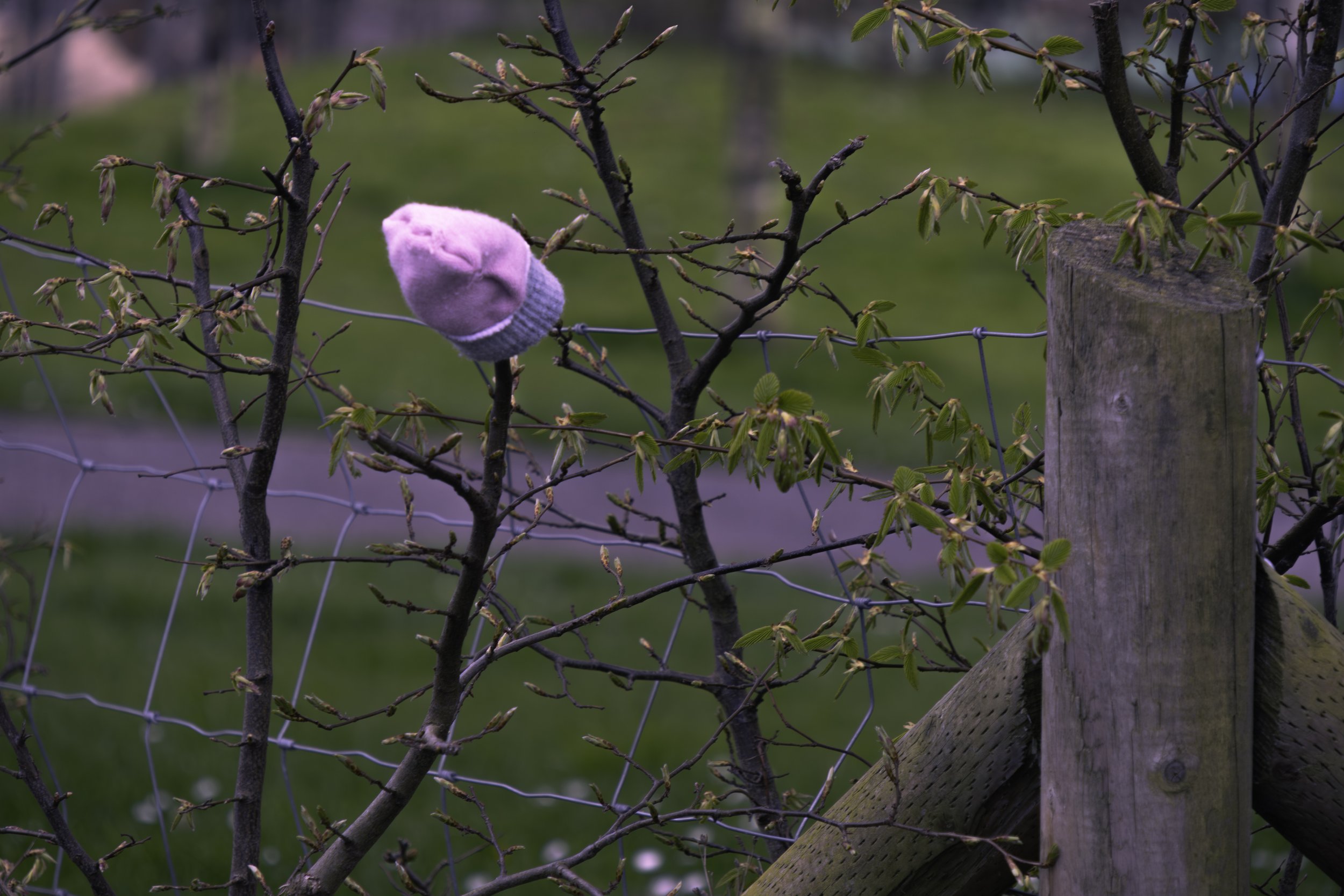 Pink and gray knitted hat hanging on a tree branch near a wooden fence post in a yard.