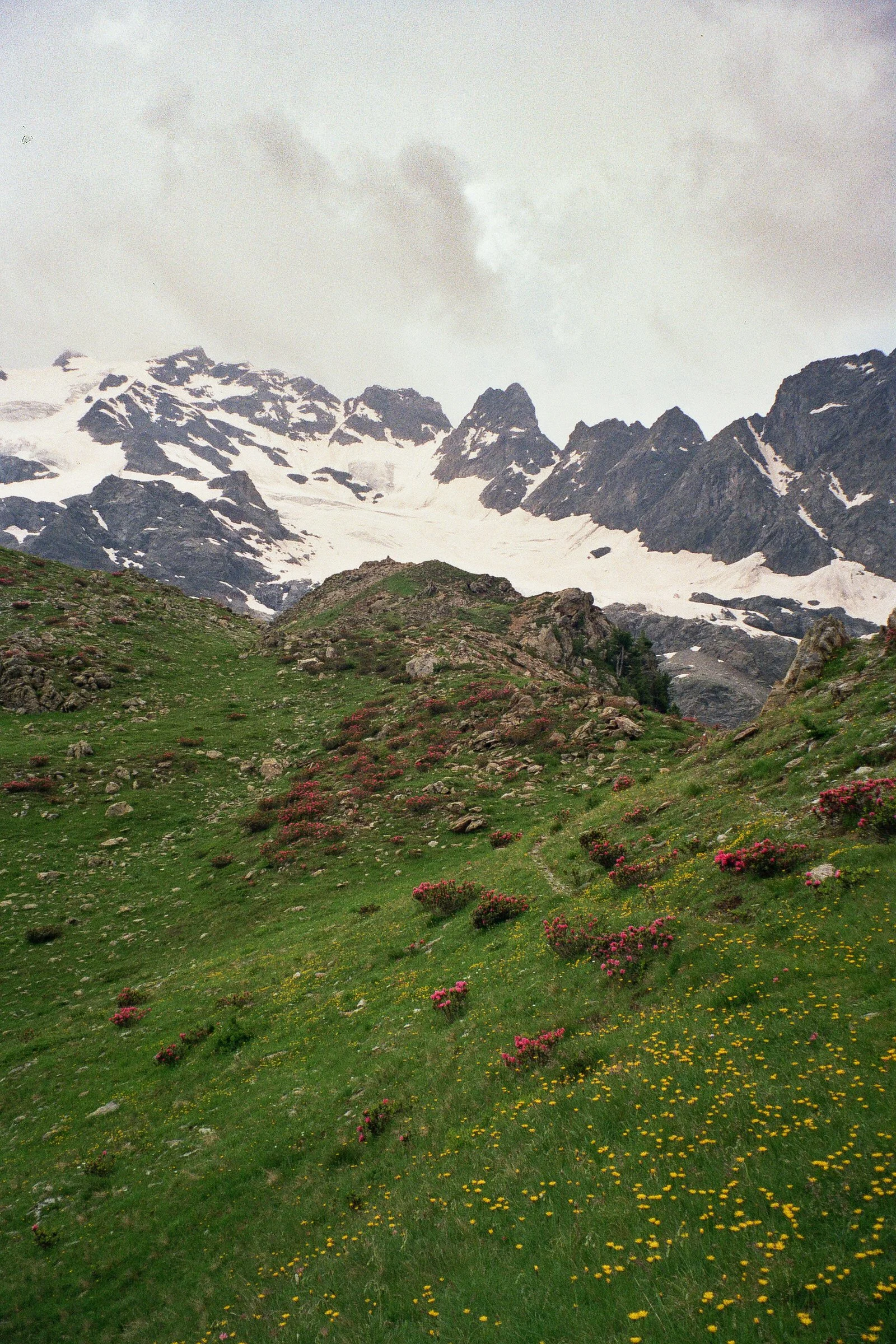 Mountain landscape with snow-capped peaks, green grassy hillside with yellow and pink flowers.