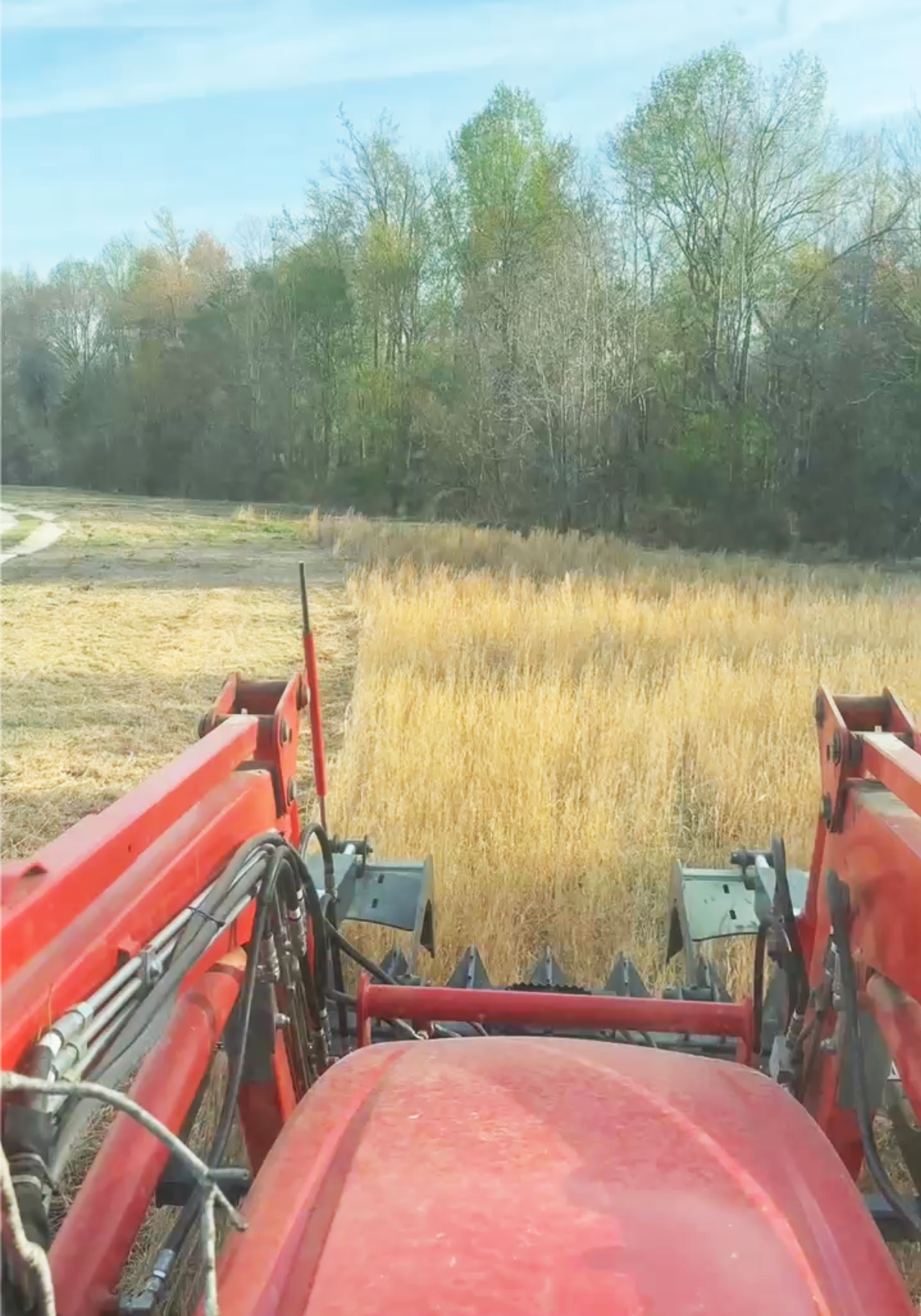 View from a red tractor showing a field of yellow crops and trees in the background under a clear blue sky. Gary brush cutting a large field.
