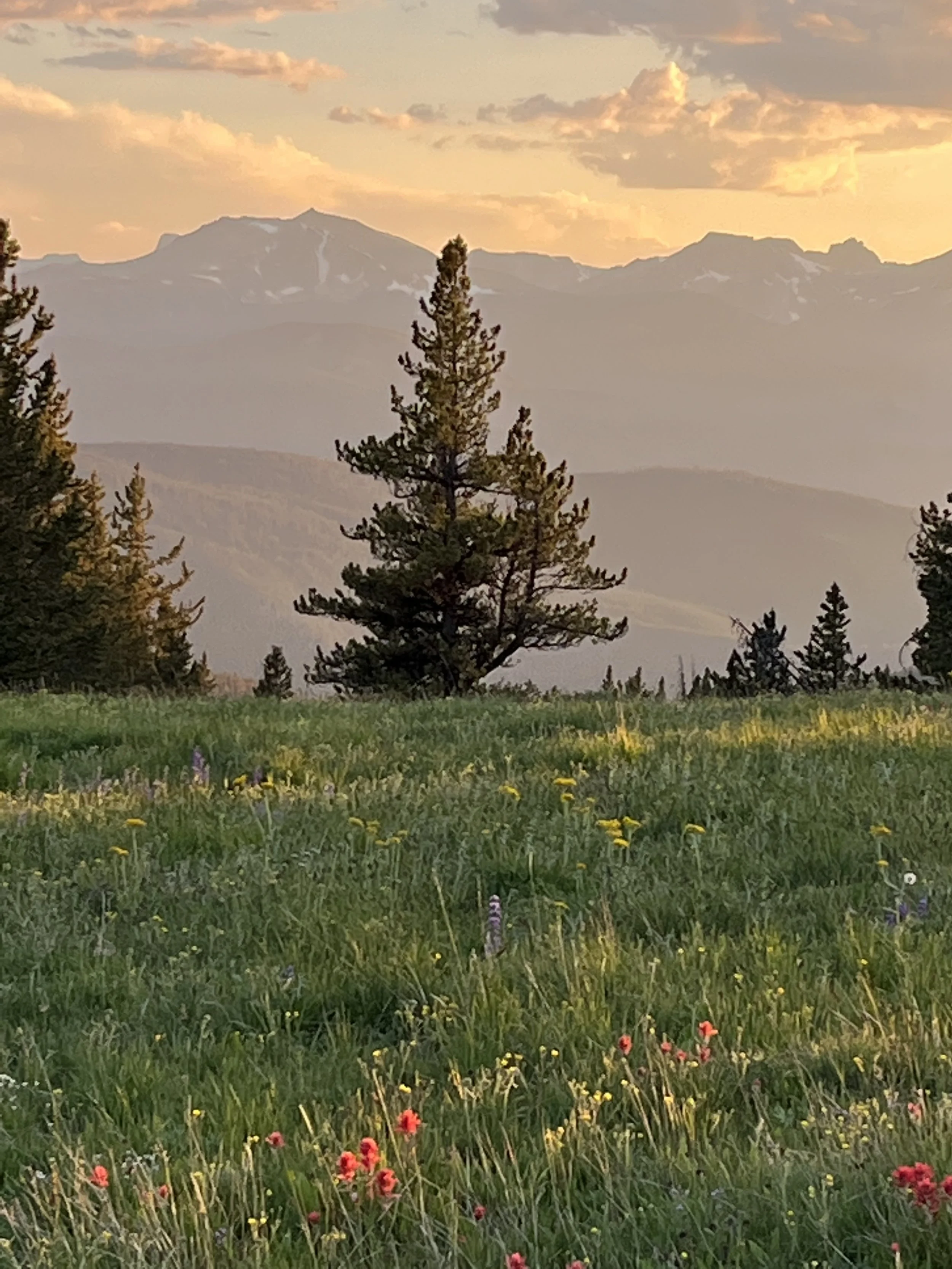 Tree in a meadow at golden hour