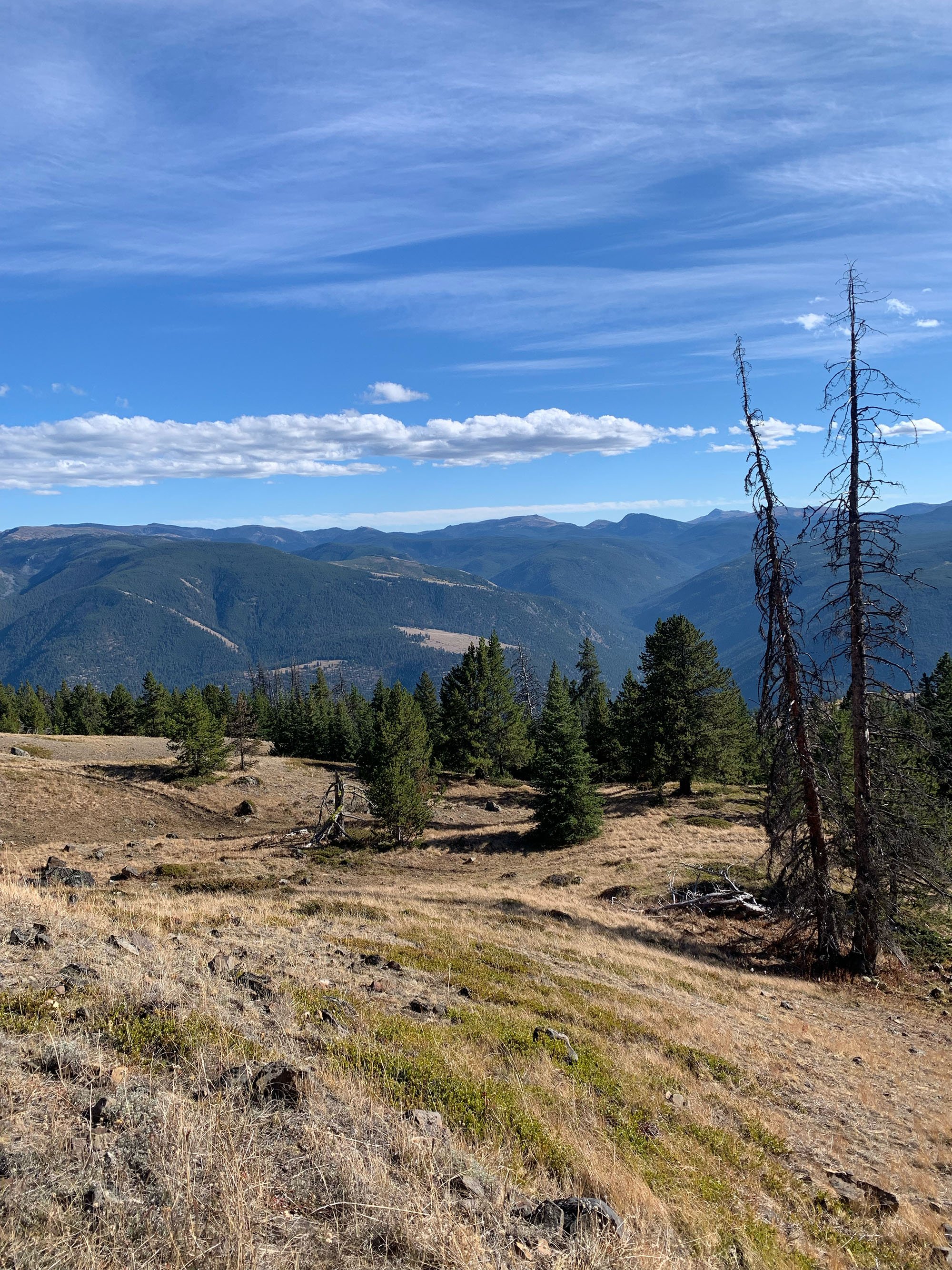 Sunny grassy foreground with forest and mountains in the background