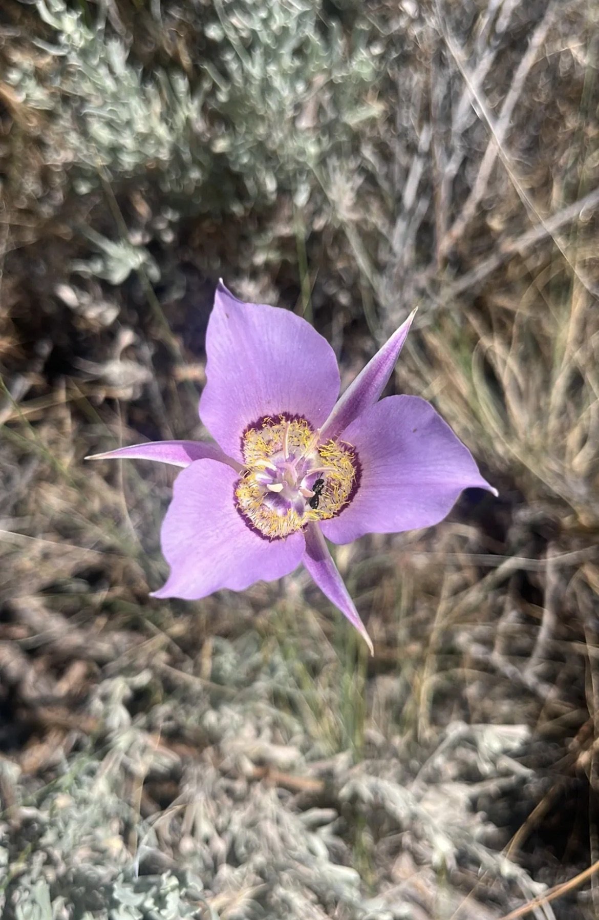 Close-up of a mariposa lily in the spring