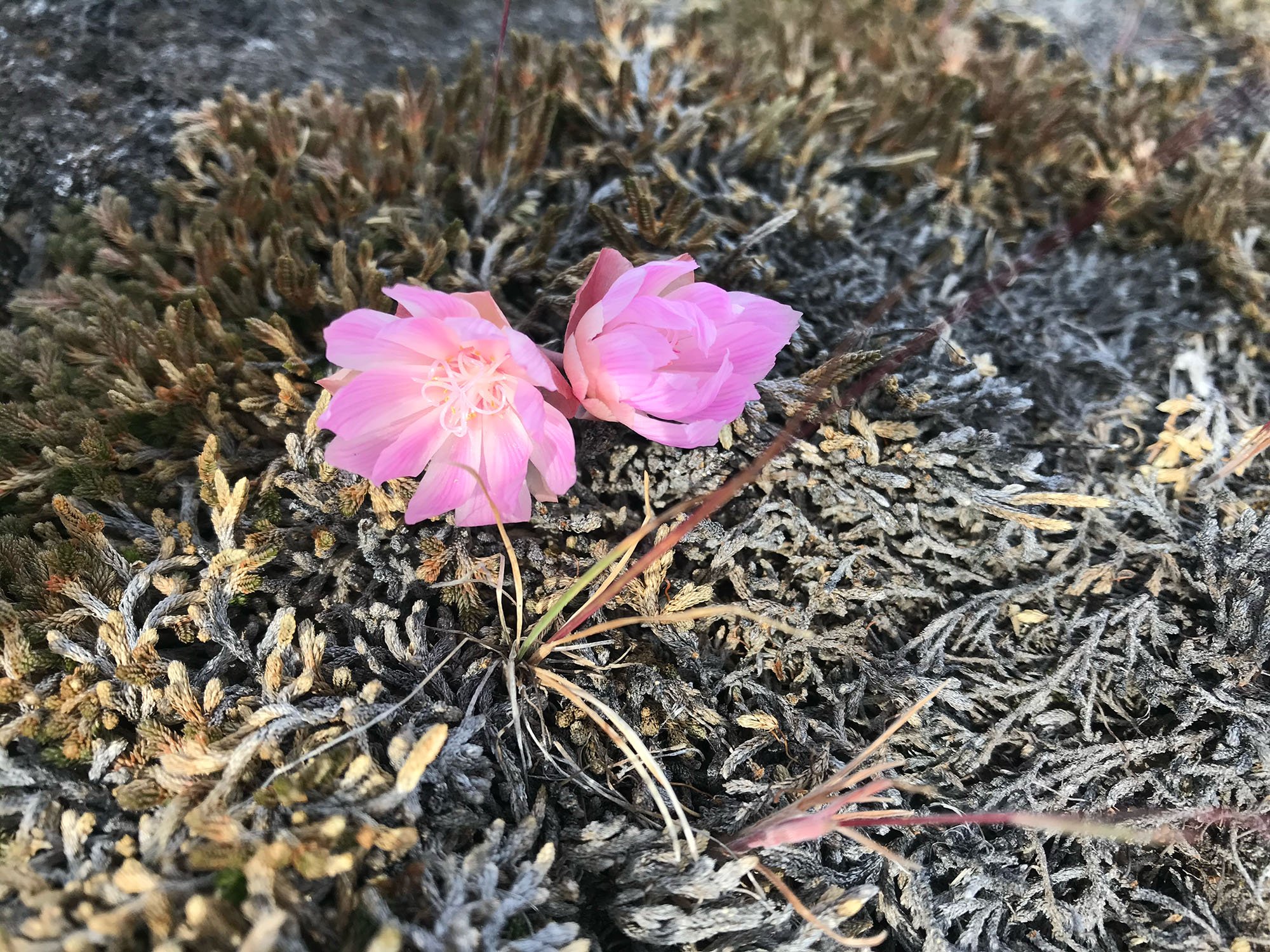 Close-up of pink bitterroot flower glowing in the sun