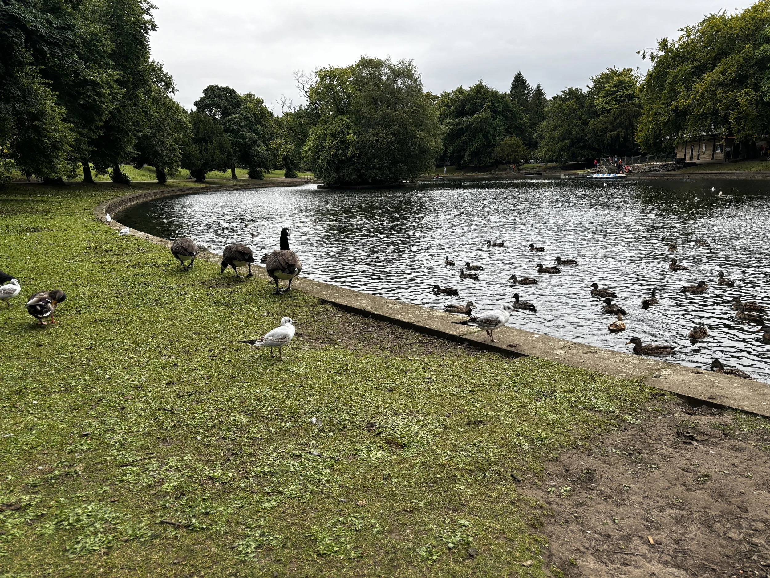 Ducks and geese by the water’s edge at the Pavilion Gardens pond in Buxton, surrounded by mature trees under a soft, cloudy sky.