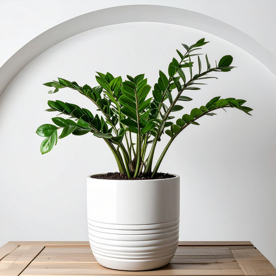 Green leafy plant in white ceramic pot on wooden surface