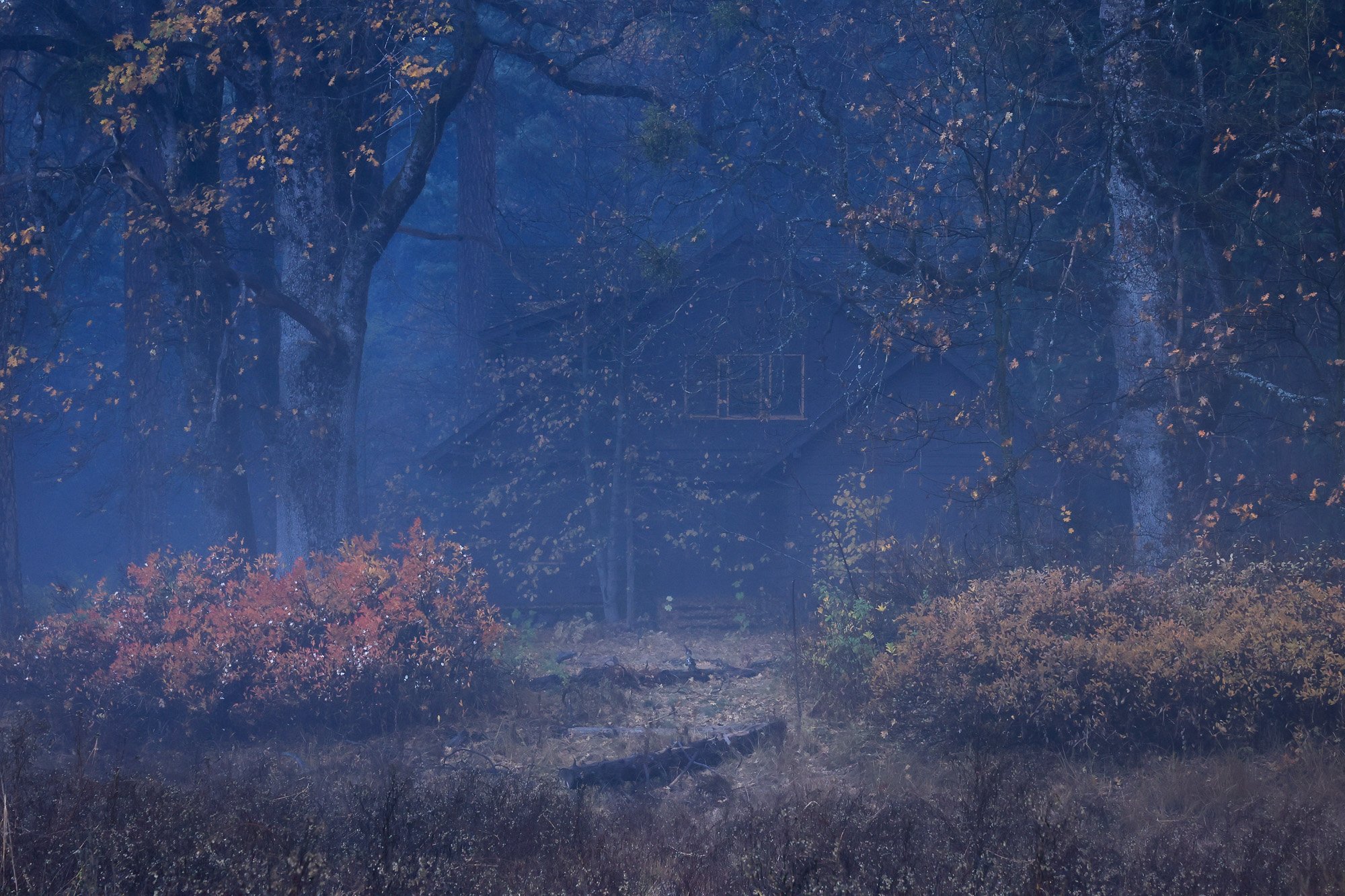 "Folktale Wood No. 2"