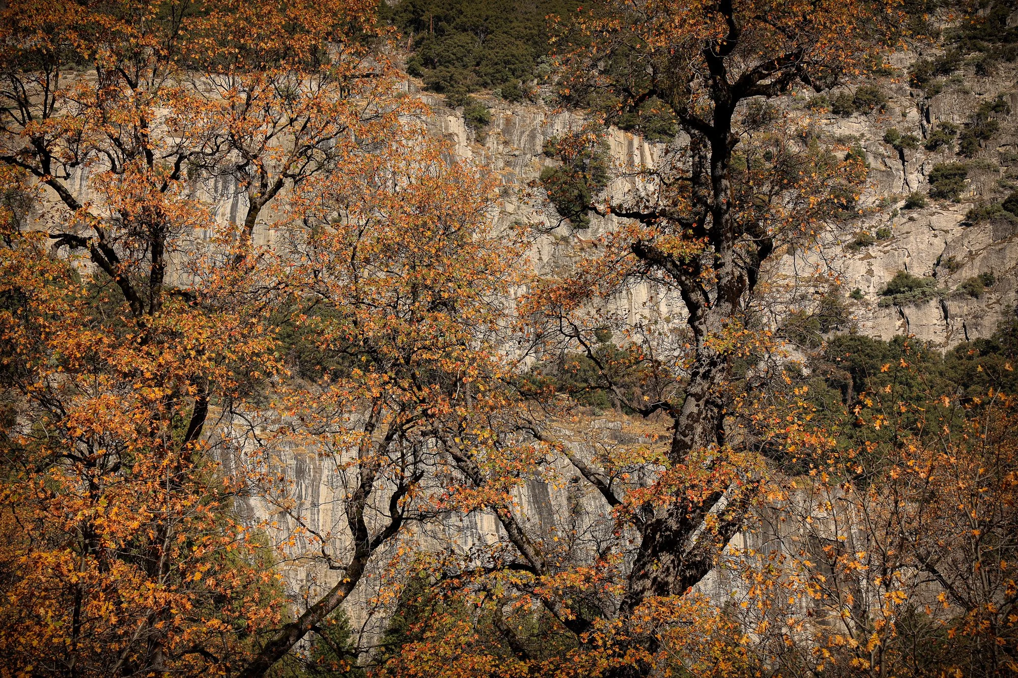"Cliff Collage"