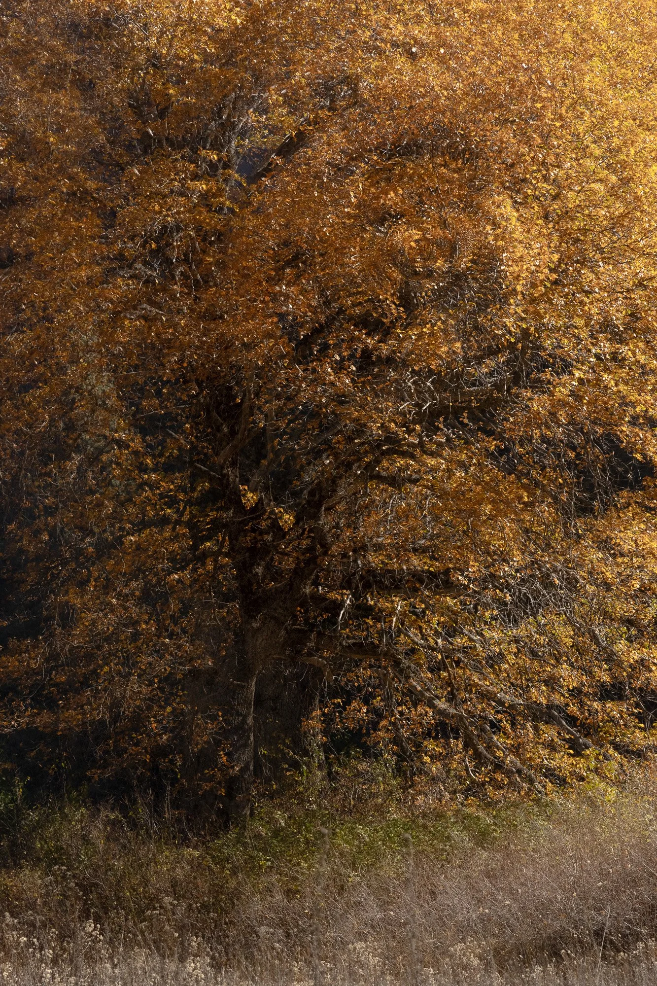 rox-spiegel-photography-art-yosemite-spiral-tree.jpg