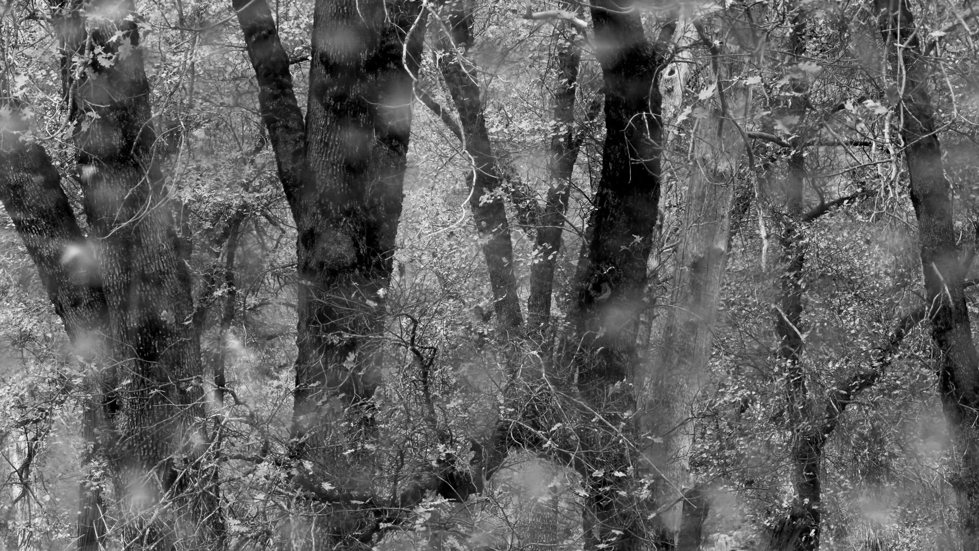 "Through the Trees - Black and White"