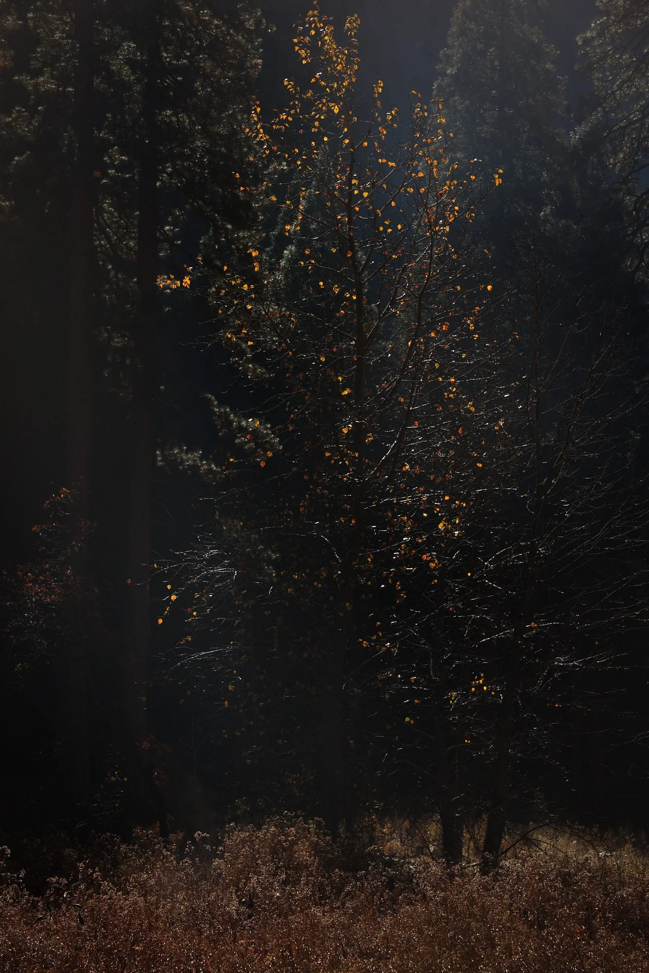 "Solitude"