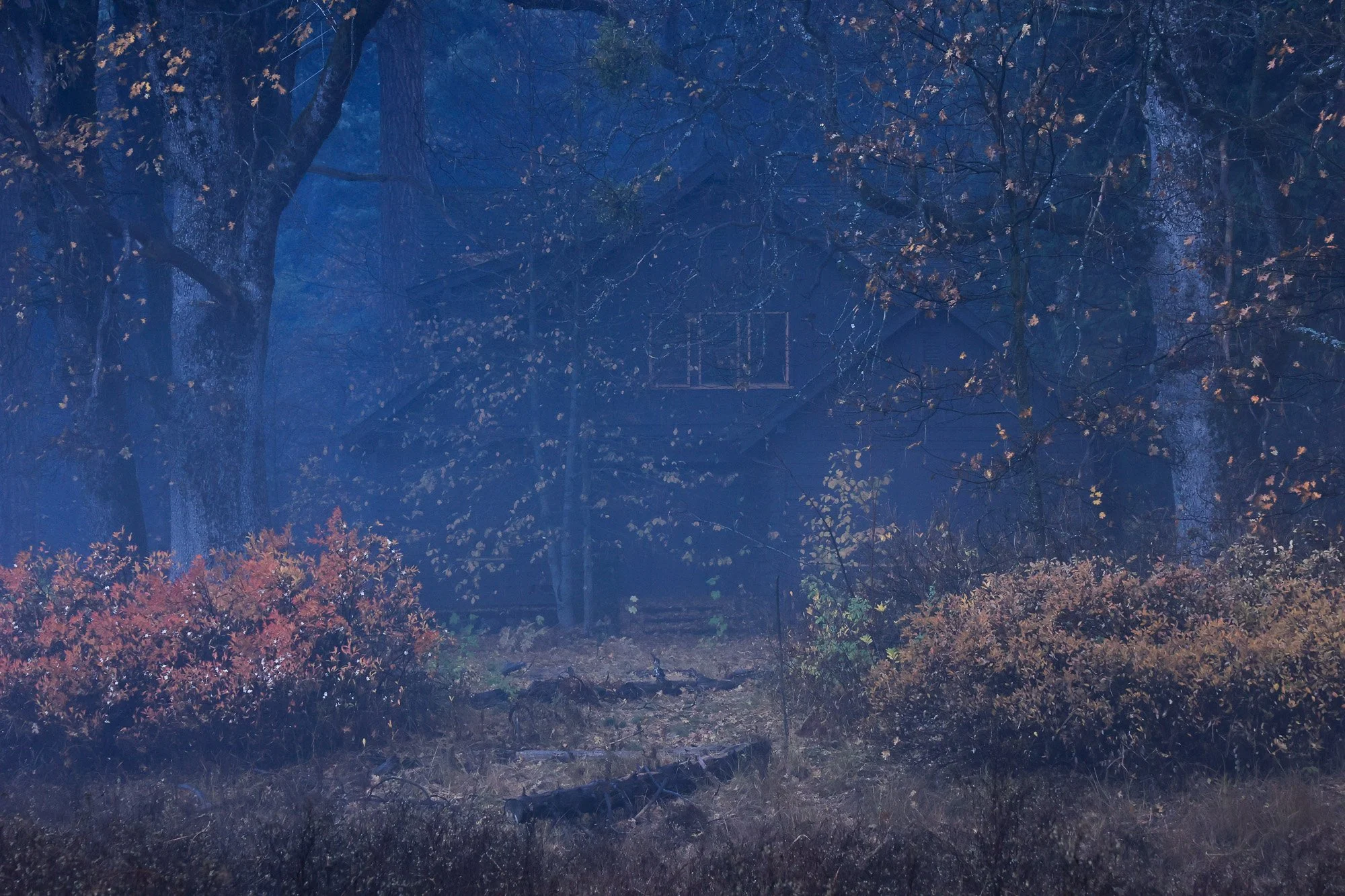 "Folktale Wood"