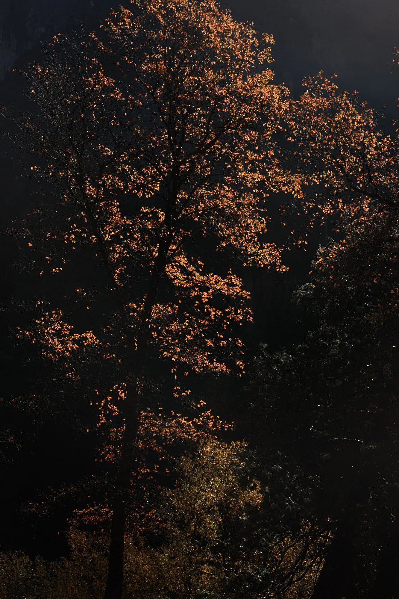 rox-spiegel-photography-art--yosemite-tree-glow-shadow2.jpg