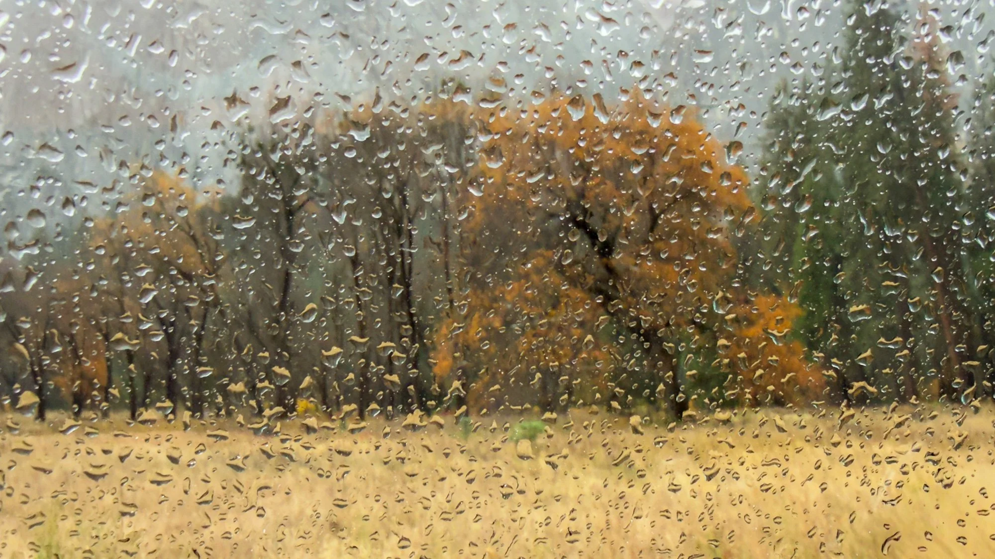 rox-spiegel-photography-art-yosemite-rain-tree-window.jpg