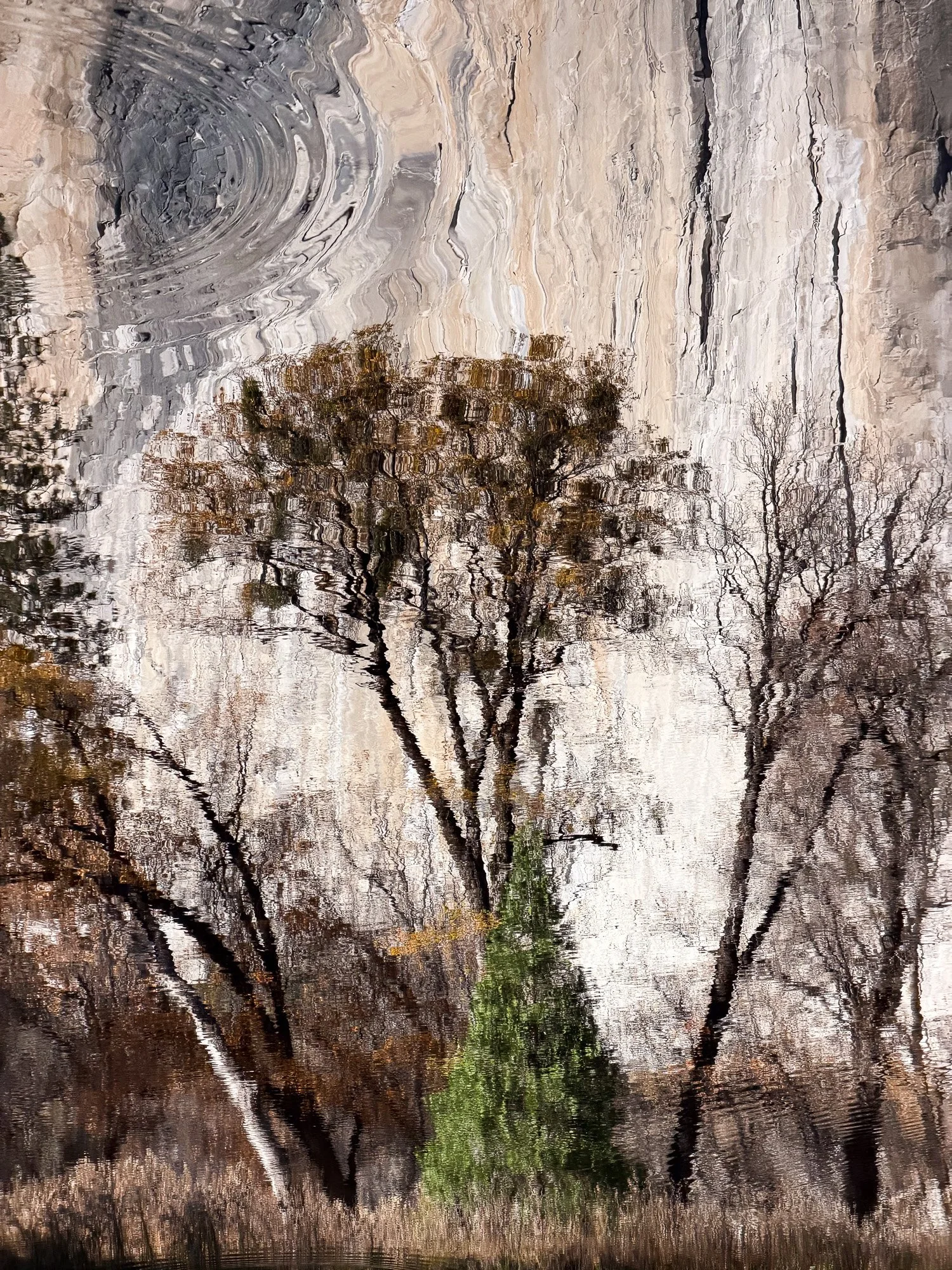 rox-spiegel-photography-art-yosemite-reflection-pine-tree-cliff-vertical.jpg