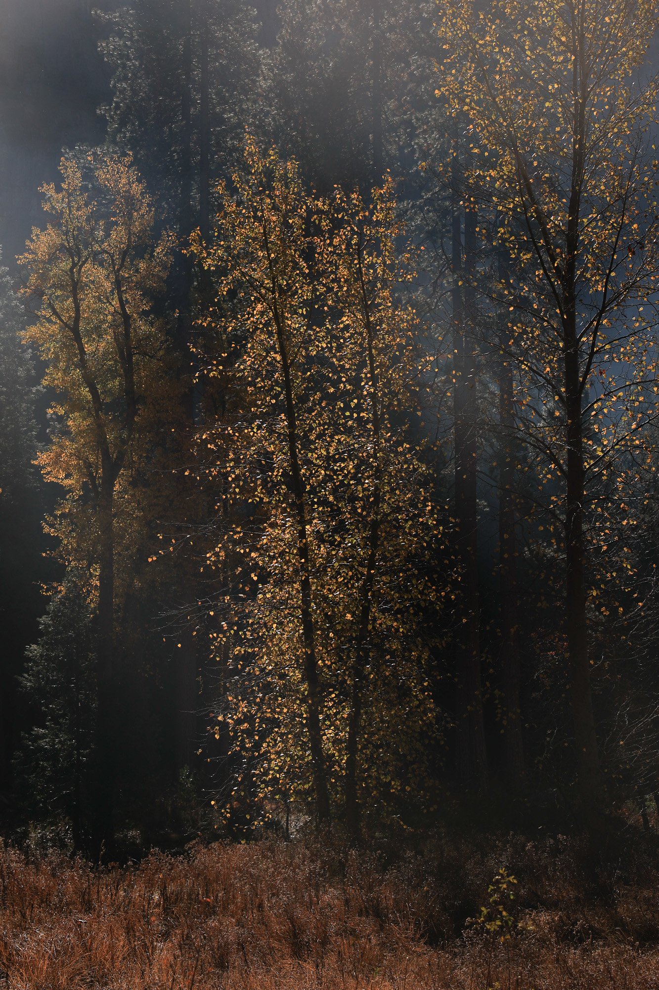 rox-spiegel-photography-art-yosemite-tree-glow.jpg