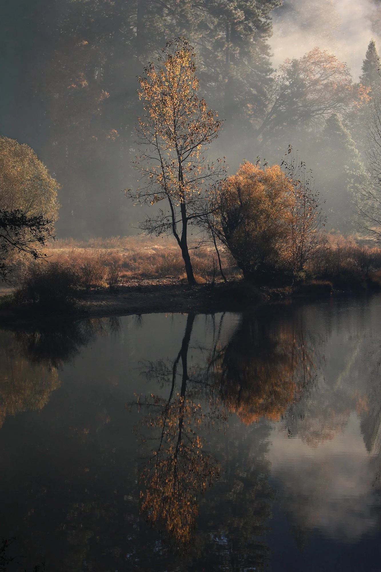 rox-spiegel-photography-art-yosemite-yellow-tree-reflection.jpg