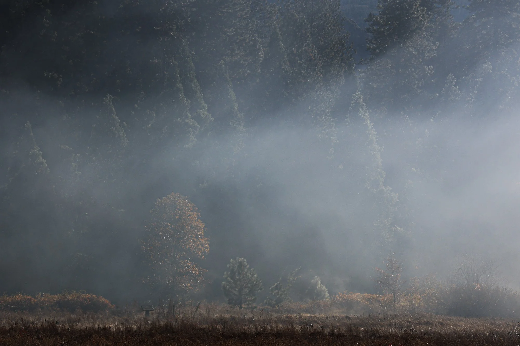 rox-spiegel-photography-art-yosemite-tree-fog.jpg