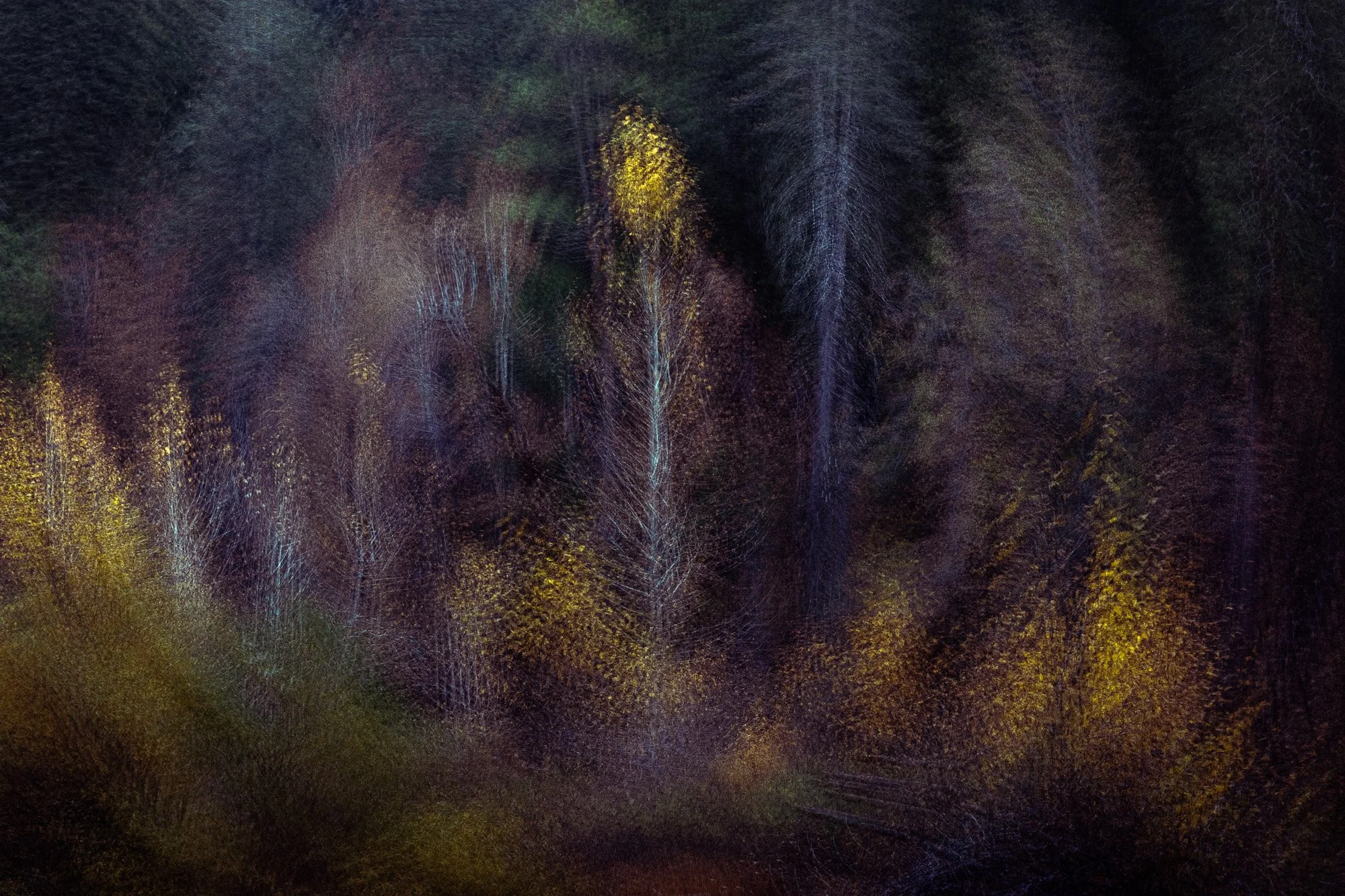 rox-spiegel-photography-art-yosemite-ICM-forest-spiral.jpg