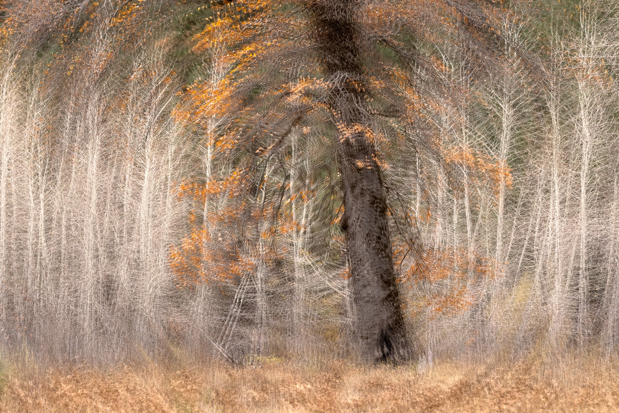 rox-spiegel-photography-art-yosemite-spiral-white-tree.jpg