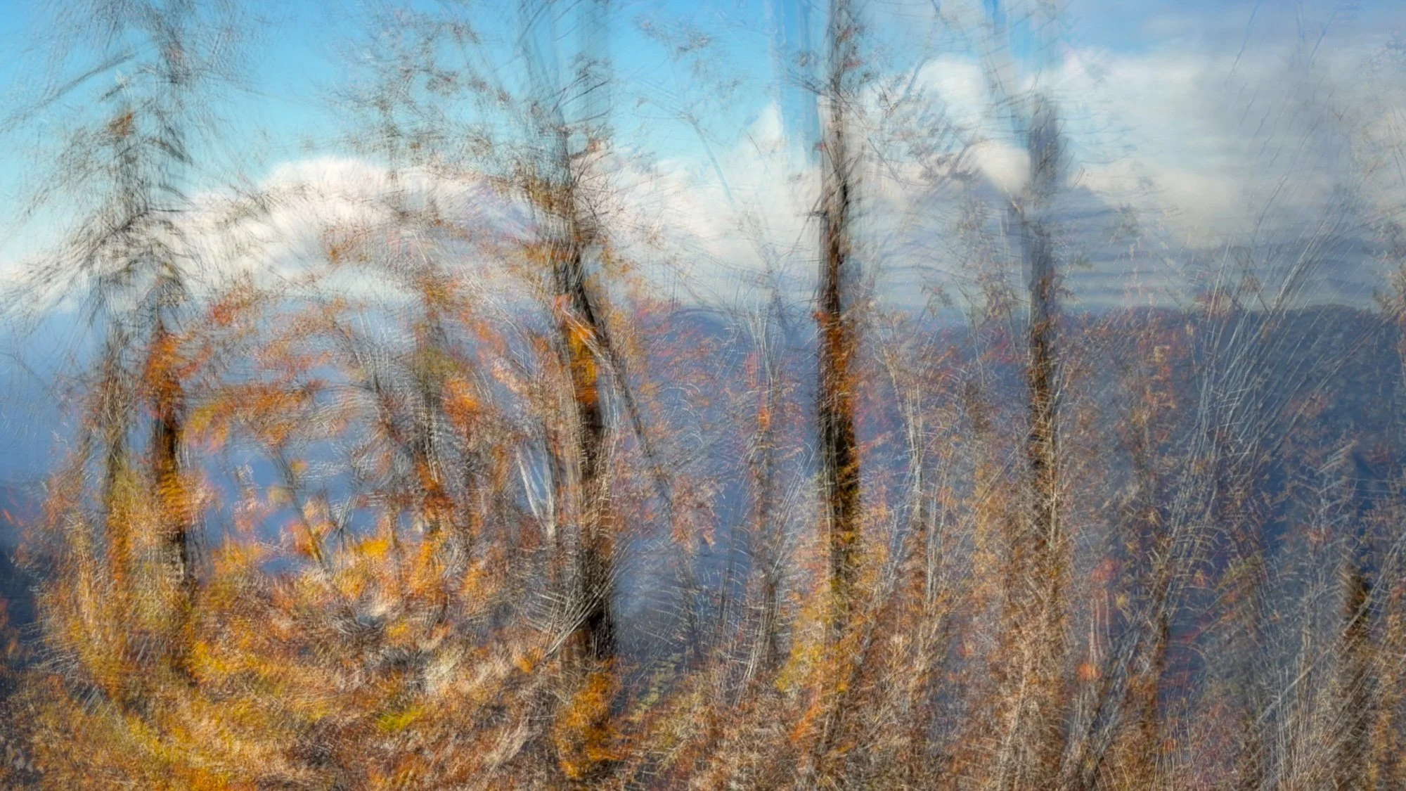 rox-spiegel-photography-art-yosemite-spiral-leaves.jpg