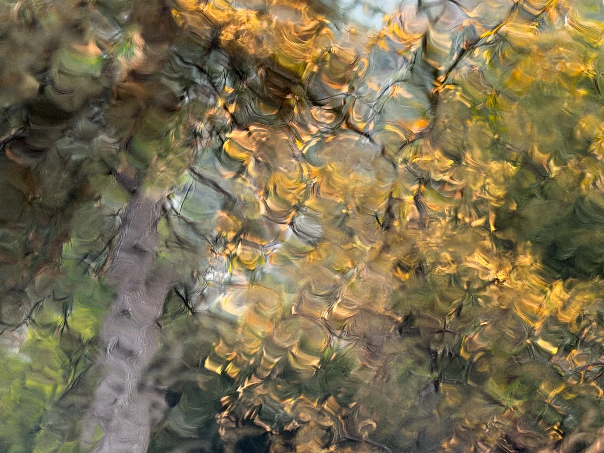 rox-spiegel-photography-art-yosemite-rain-art.jpg