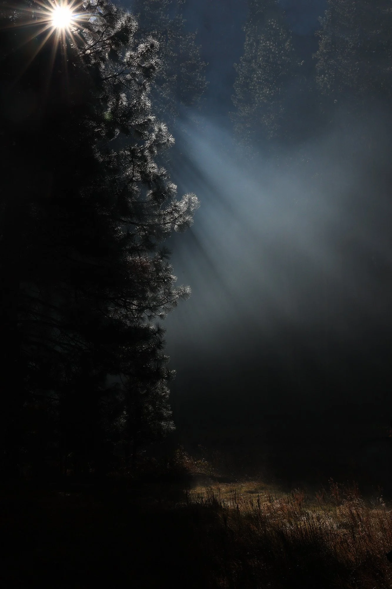 rox-spiegel-photography-art-yosemite-starburst-tree.jpg