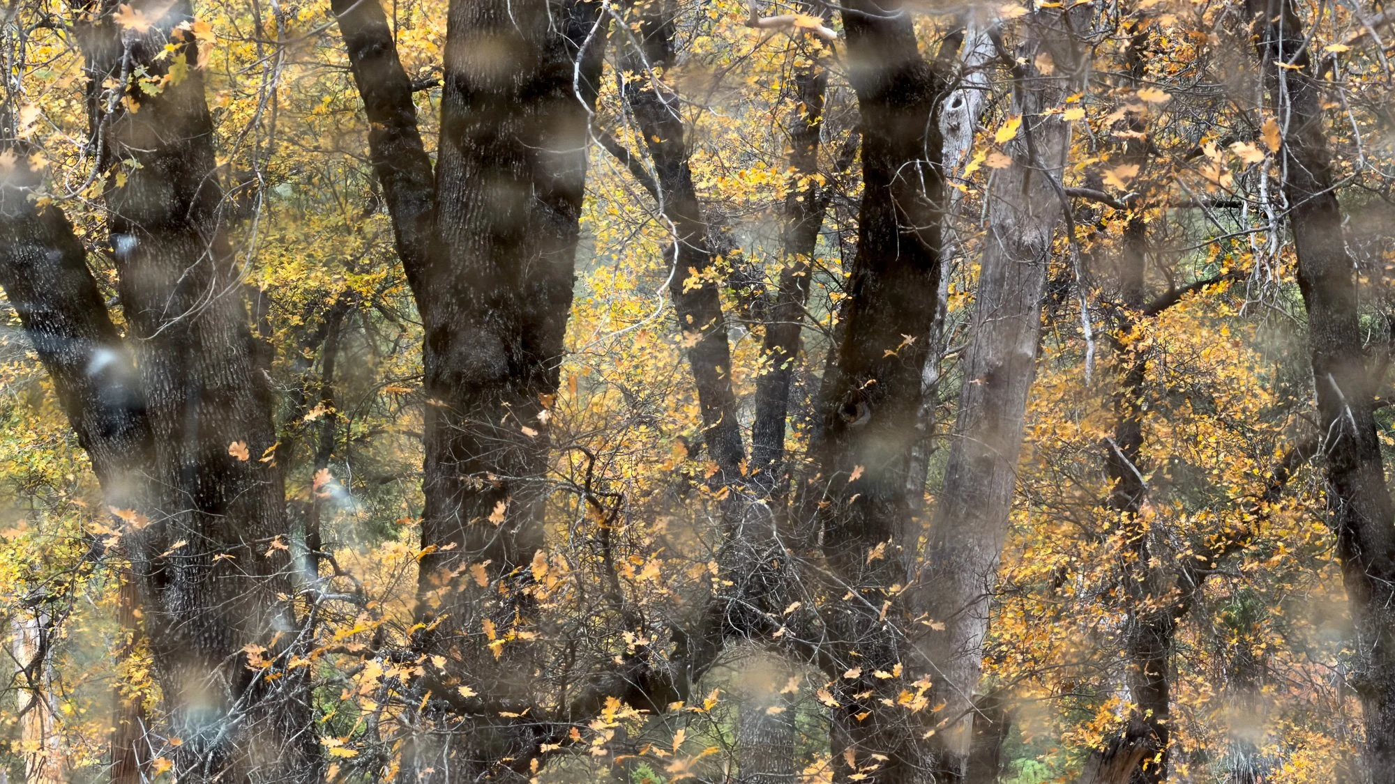 "Through the Trees" - Color