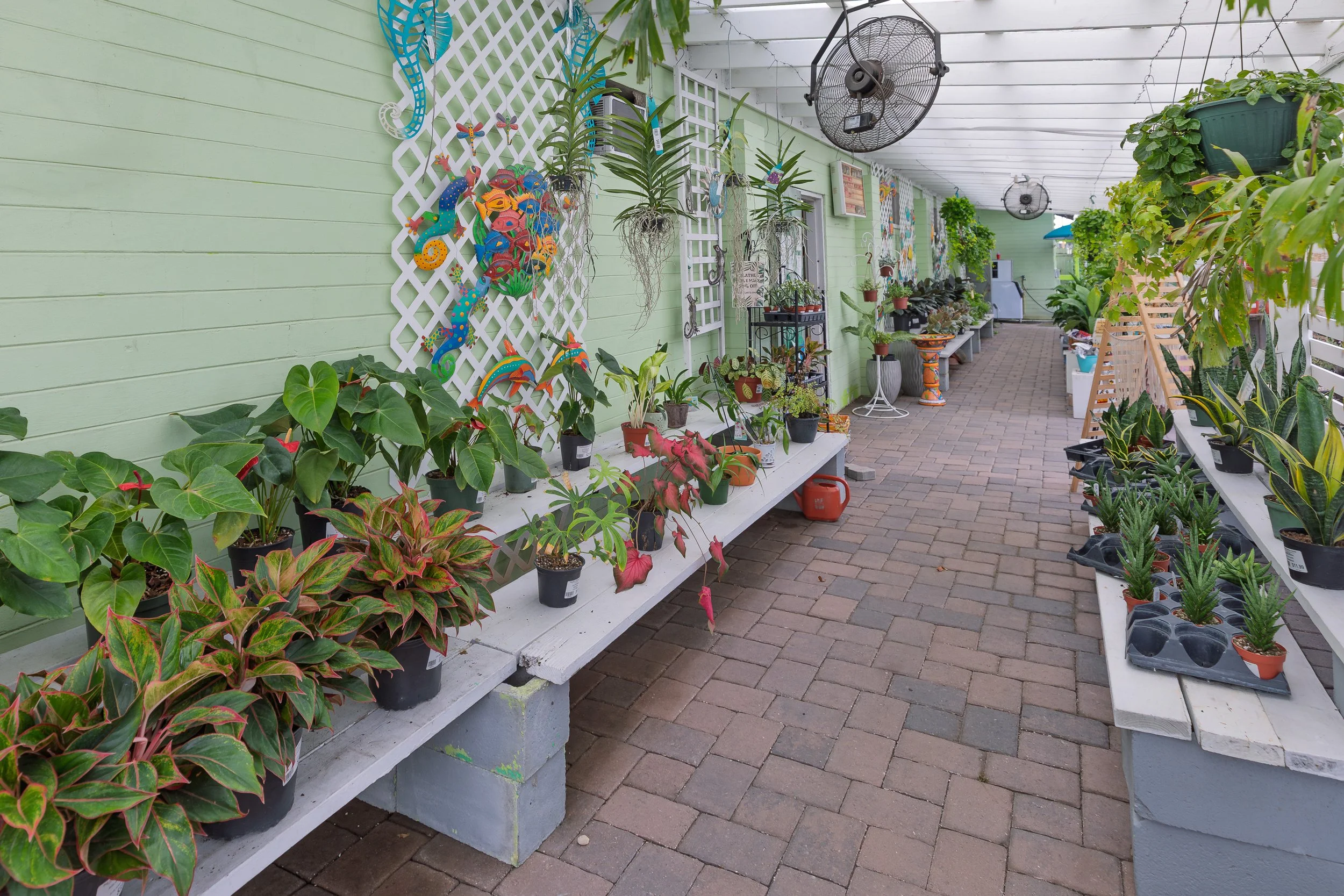 big-value-garden-center-ormond-beach-florida-houseplants.jpg